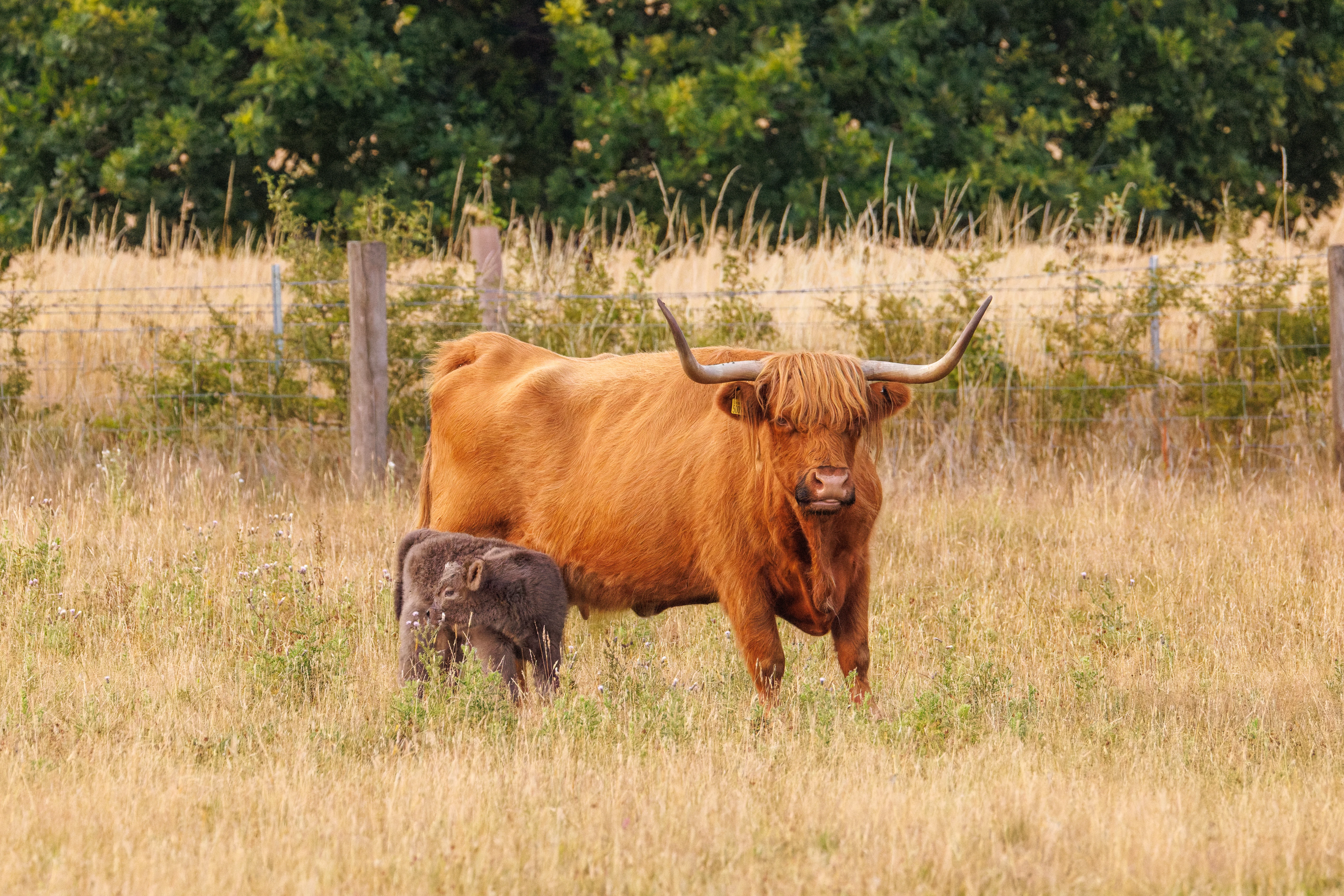 Highland Cattle with Calf, Dogmersfield, Hampshire, UK — photo by Orlando Prugel-Bennett