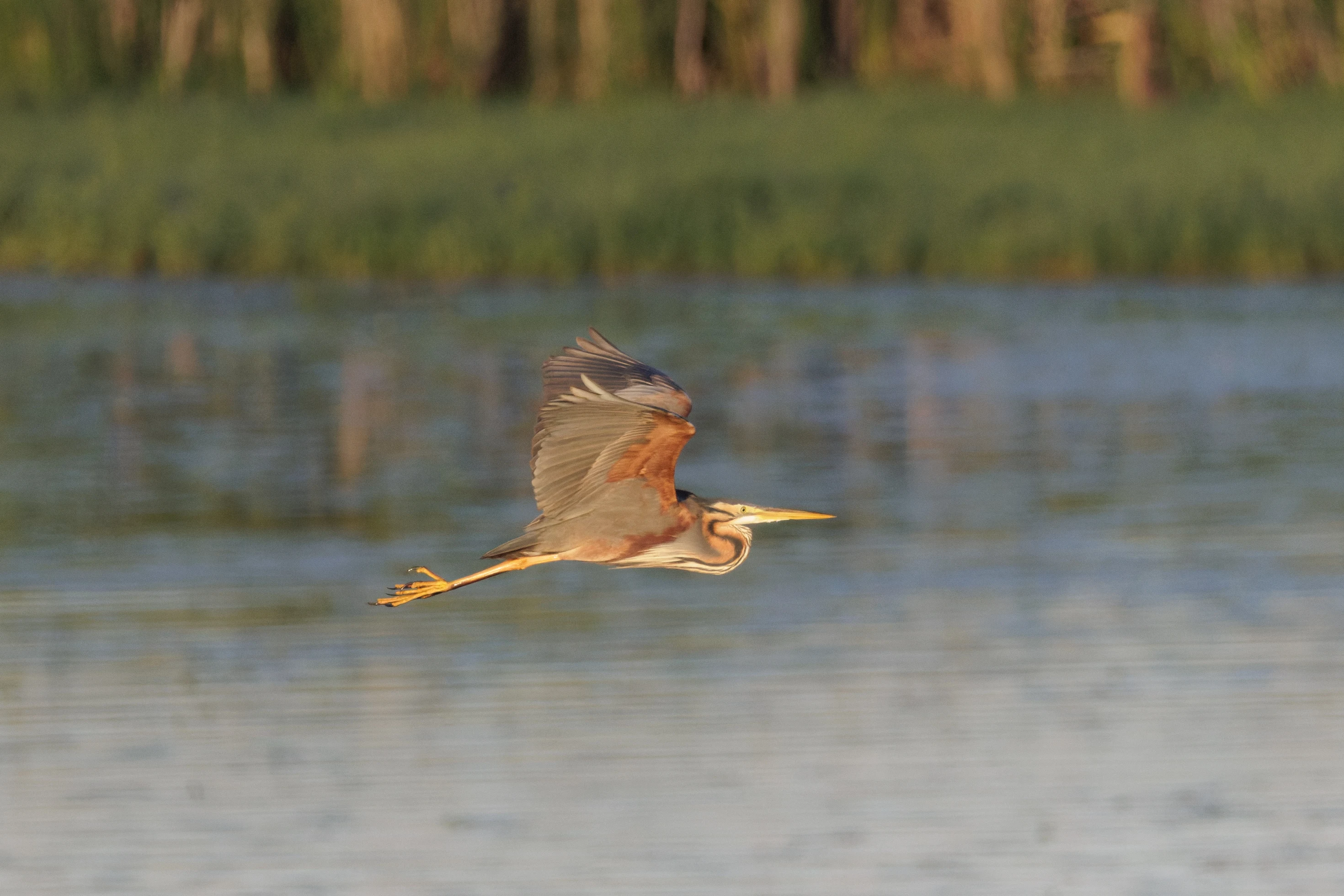 Purple Heron in flight, Danube Delta, Romania — photo by Orlando Prugel-Bennett