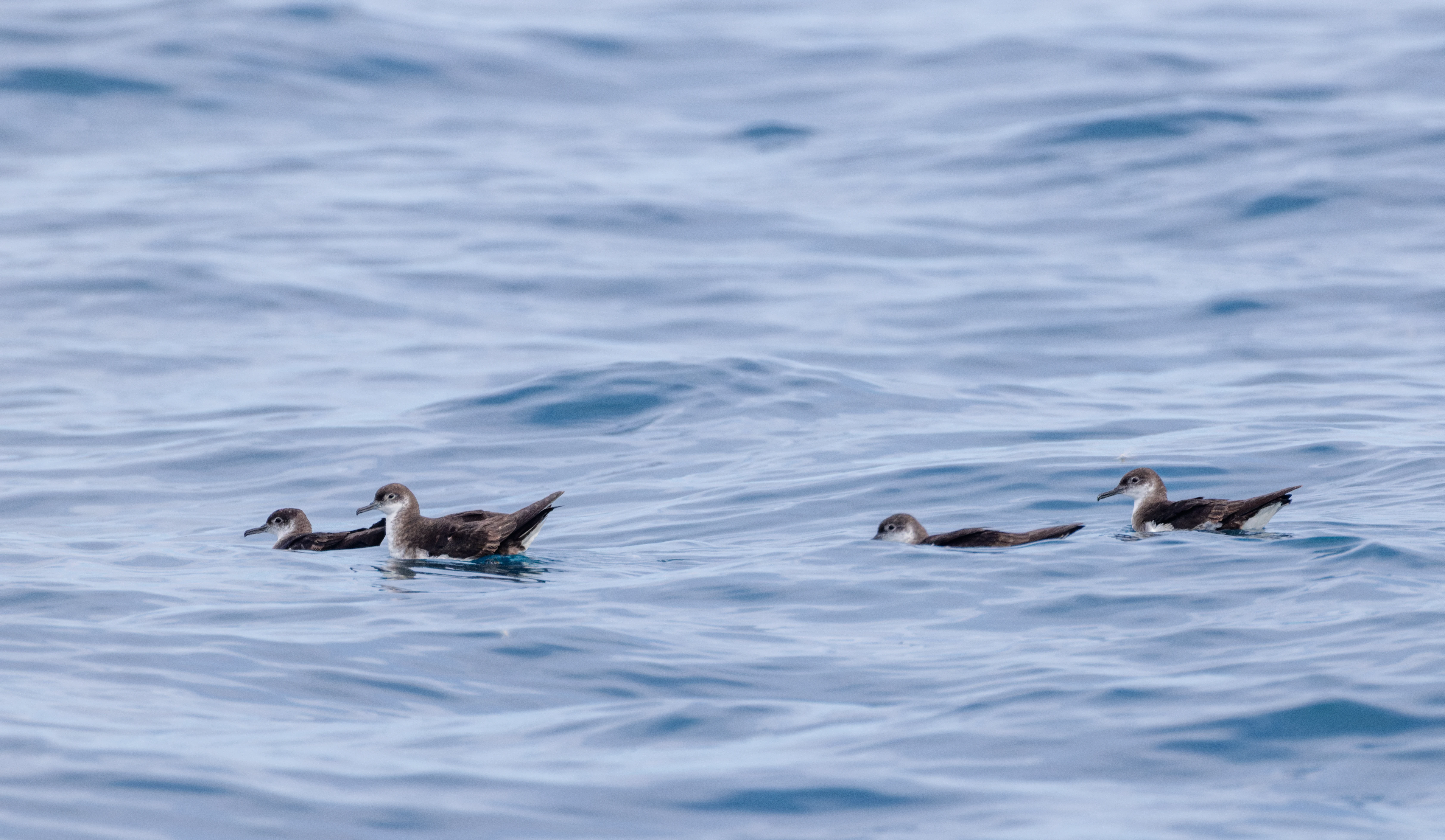 Manx Shearwaters, Falmouth, Cornwall, UK — photo by Orlando Prugel-Bennett