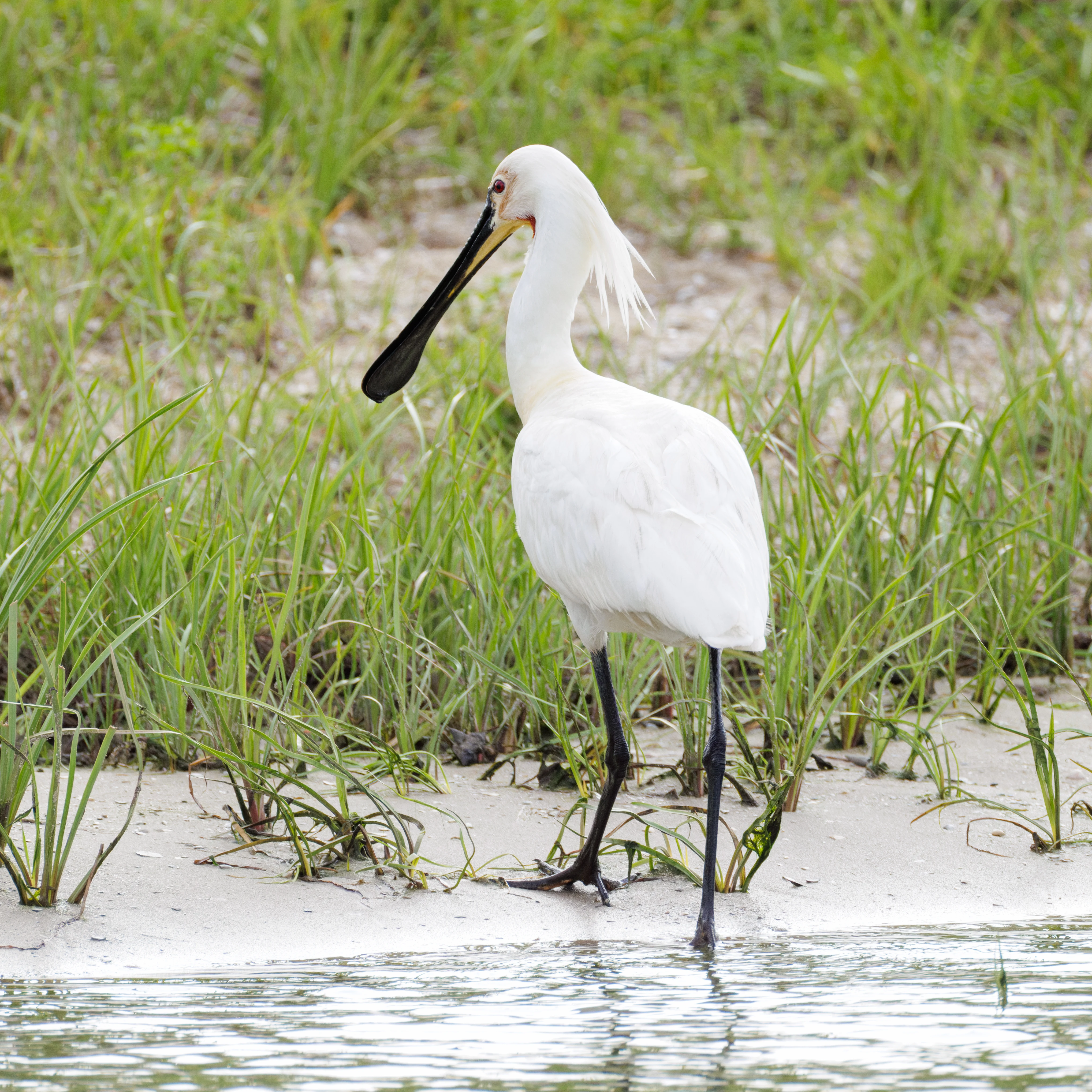 Eurasian Spoonbill, Danube Delta, Romania — photo by Orlando Prugel-Bennett