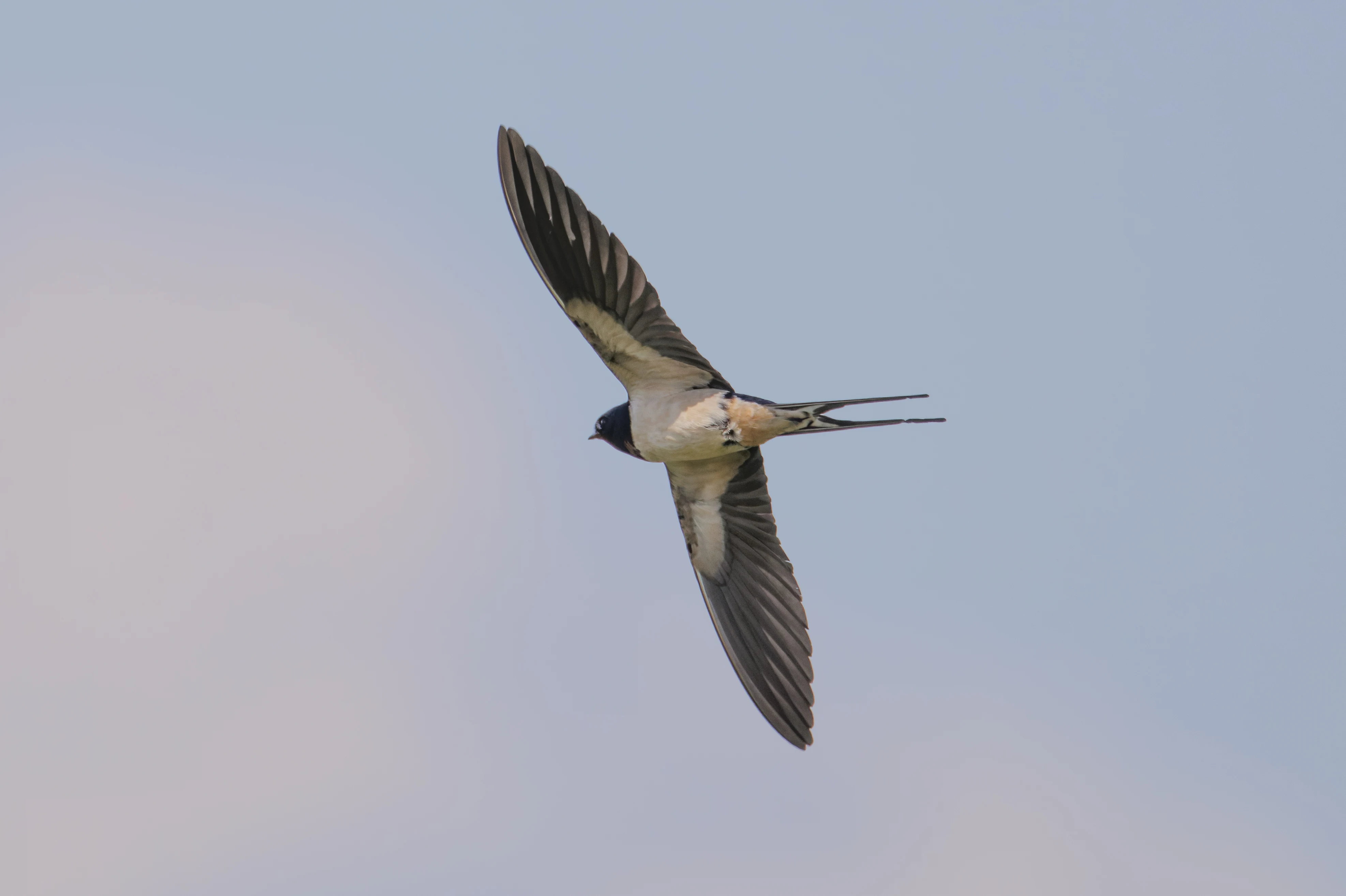 Barn Swallow, Romania — photo by Orlando Prugel-Bennett