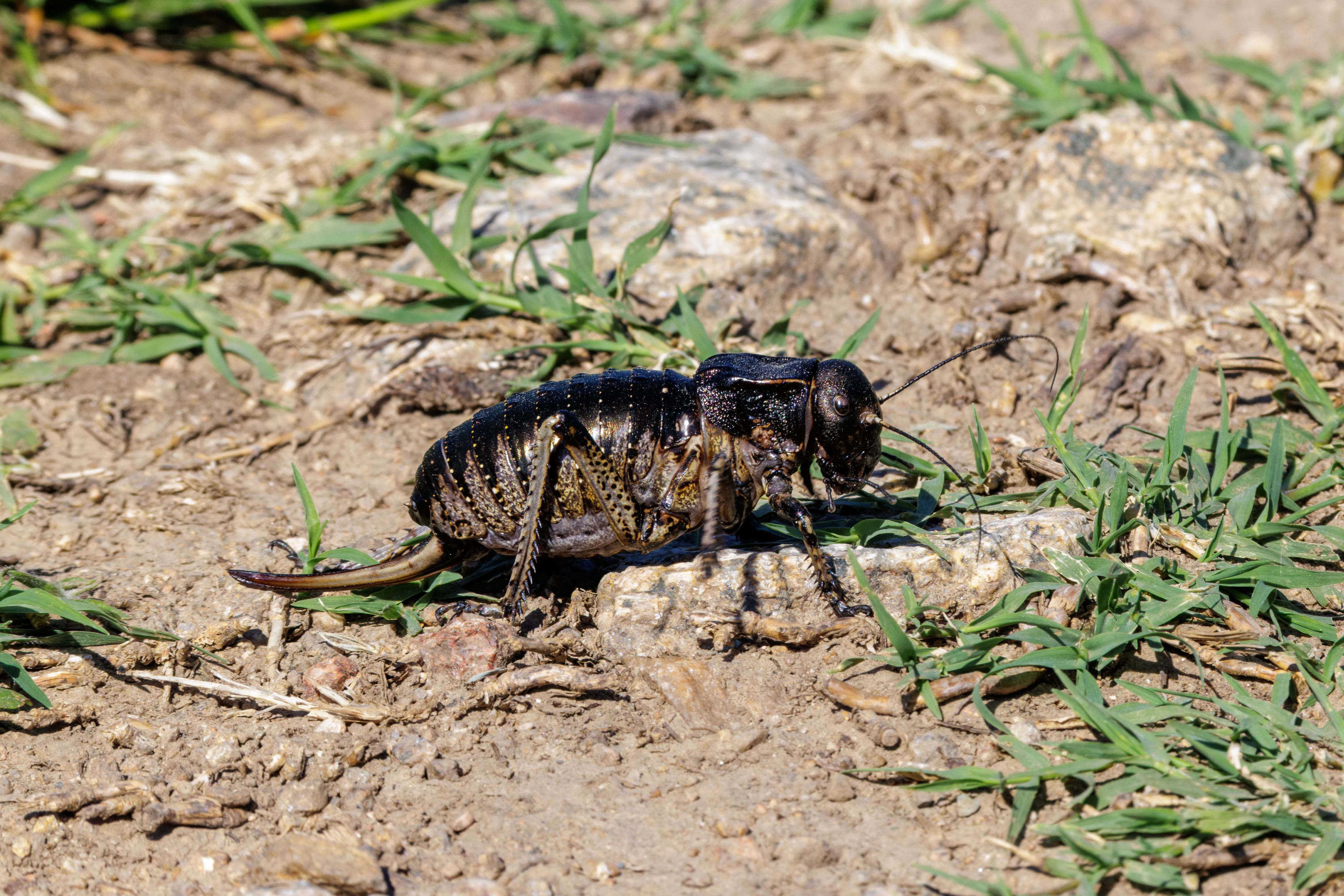 Bronze Glandular Bush-cricket, Romanian Steppe, Romania — photo by Orlando Prugel-Bennett