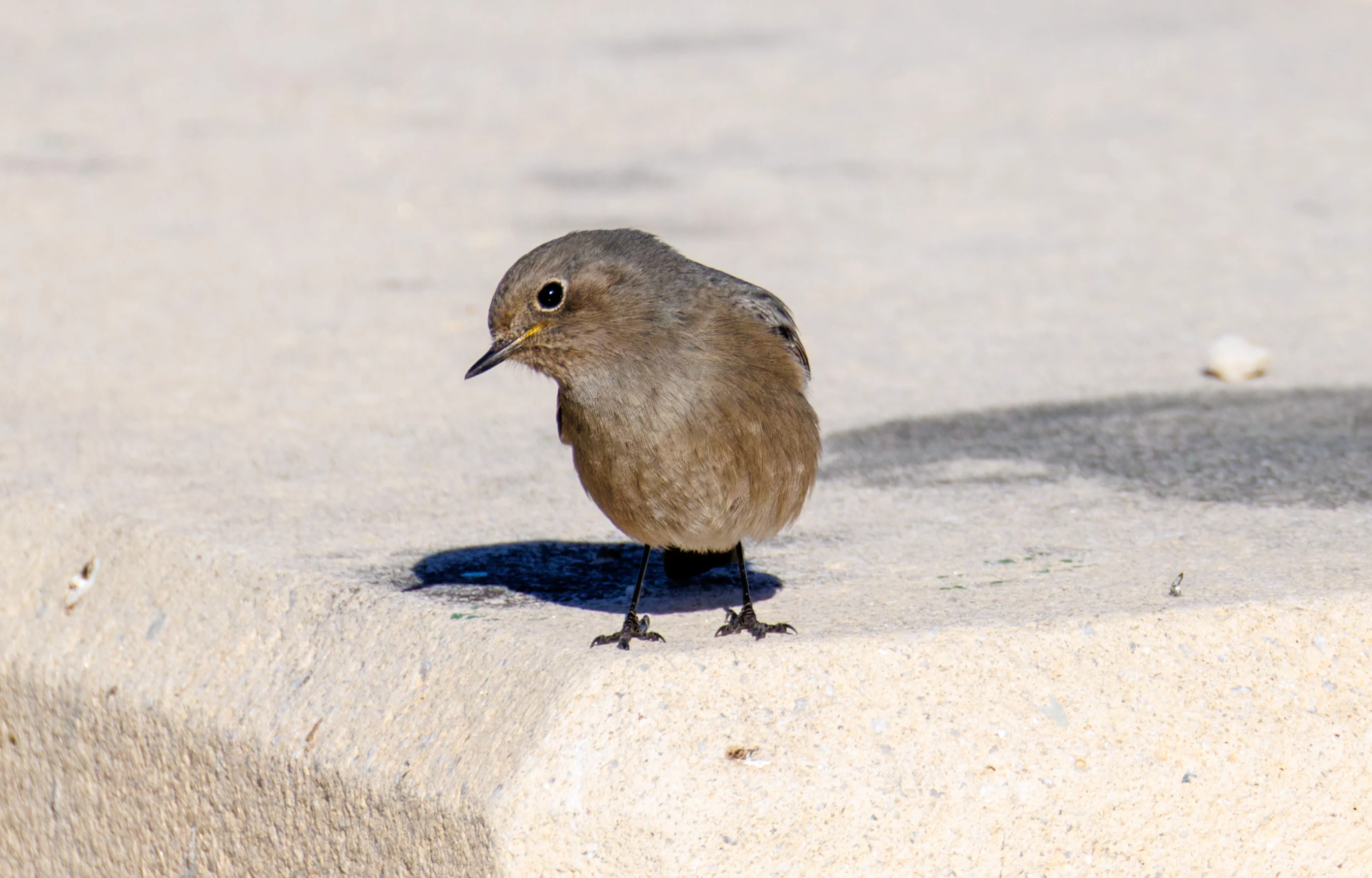 Black Redstart, Tabarca, Alicante, Spain — photo by Orlando Prugel-Bennett