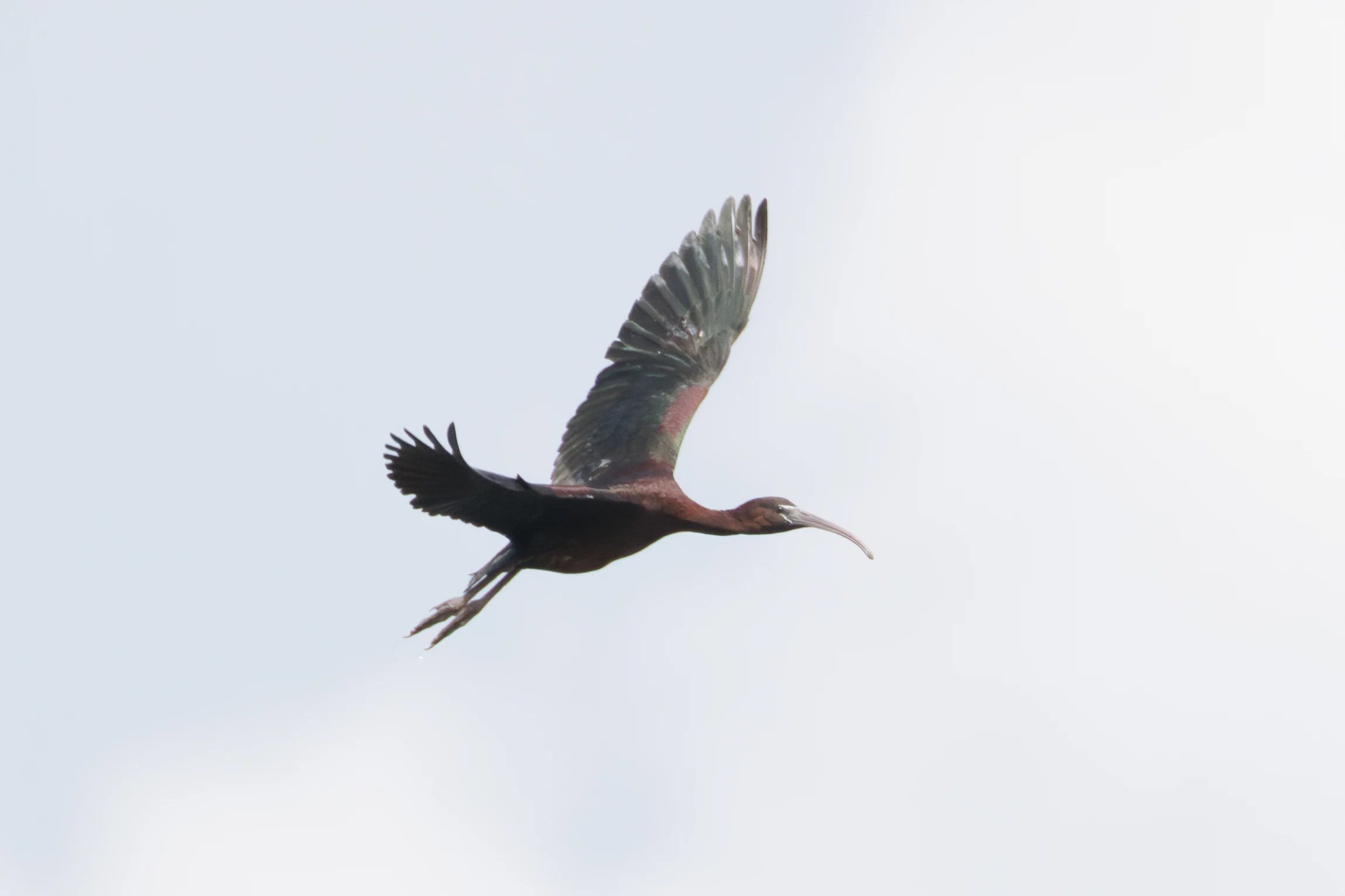 Glossy Ibis, Romania — photo by Orlando Prugel-Bennett