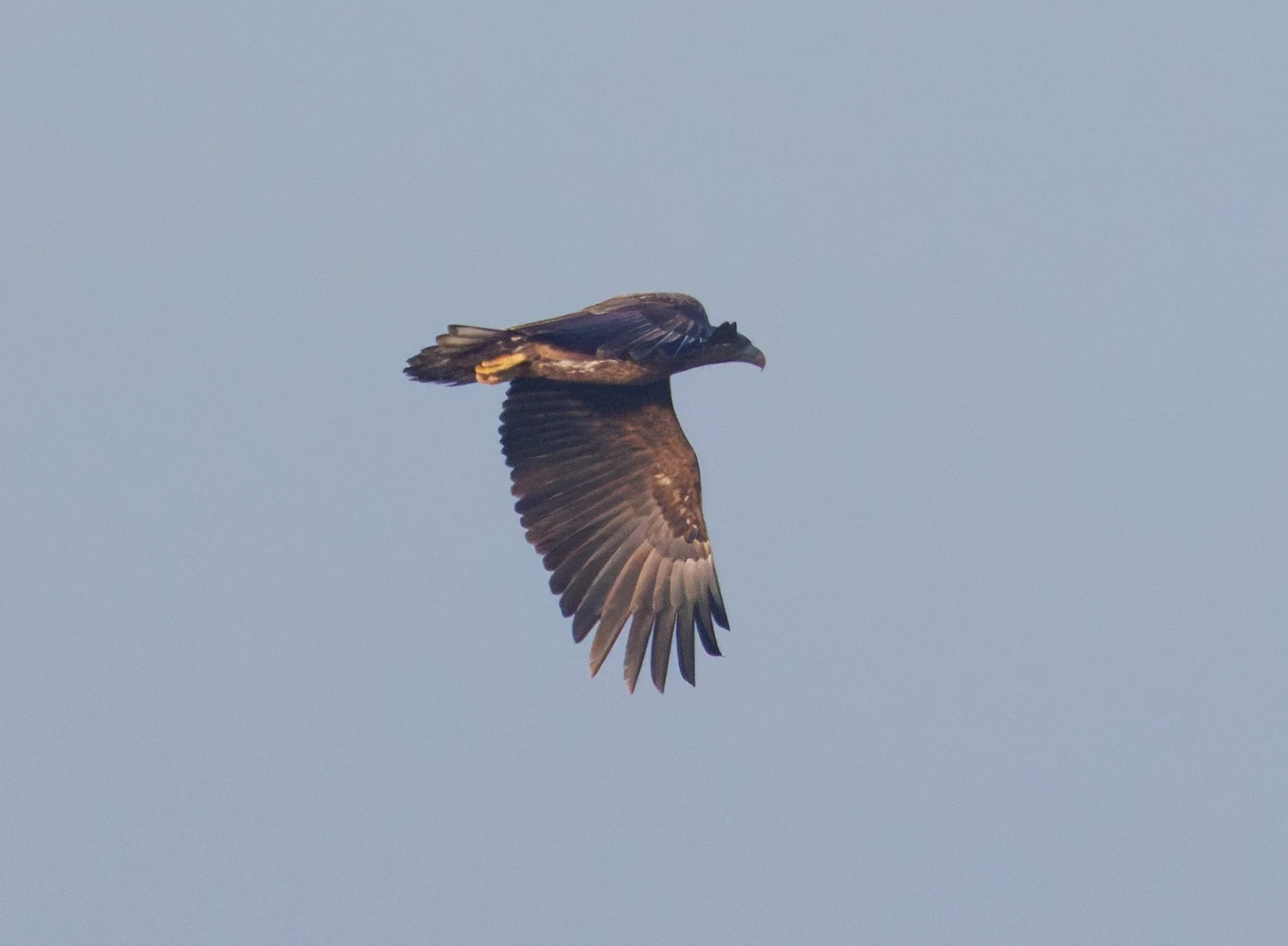 White-tailed Eagle, Flevoland, Netherlands — photo by Orlando Prugel-Bennett