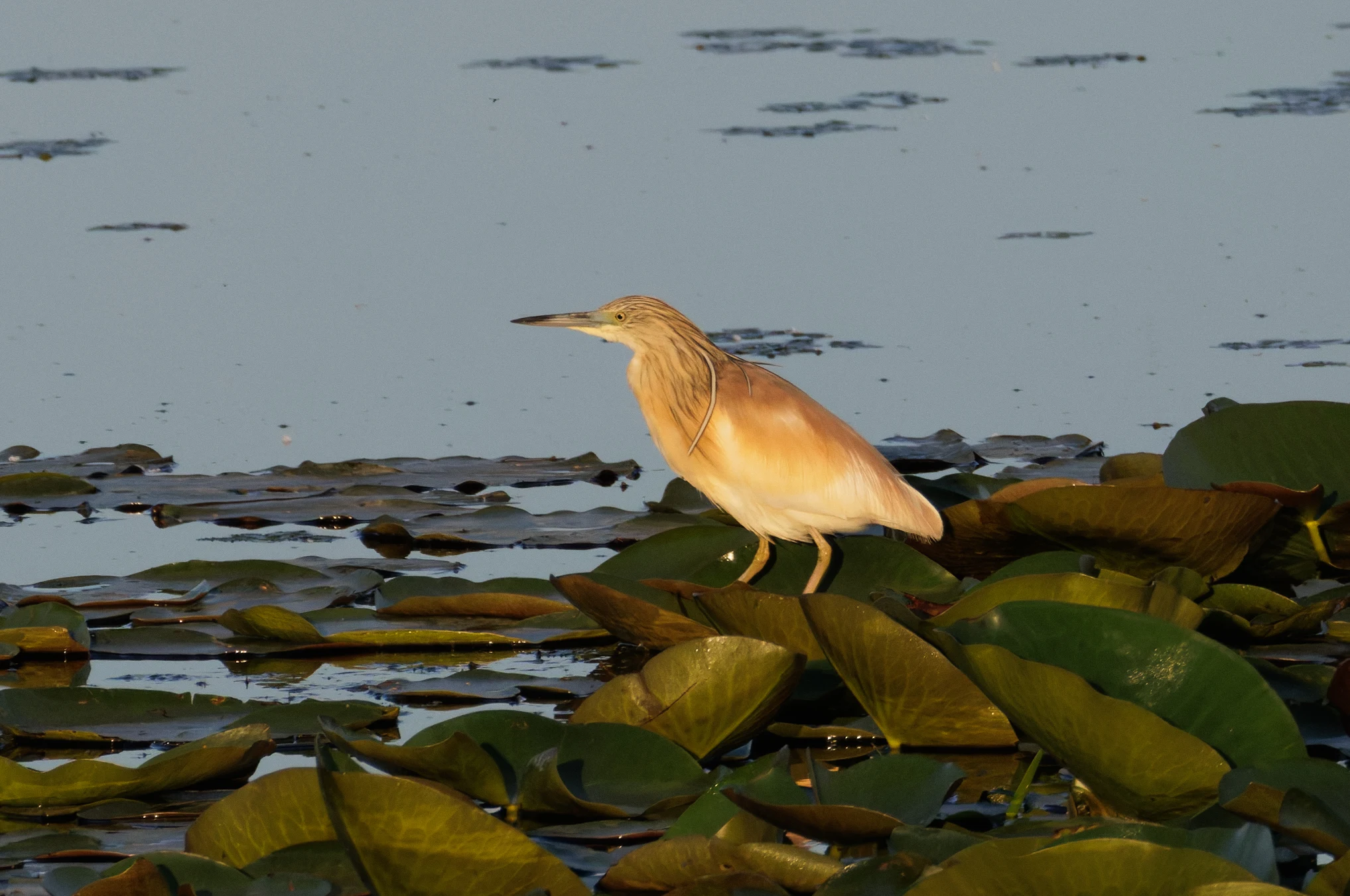 Squacco Heron, Danube Delta, Romania — photo by Orlando Prugel-Bennett