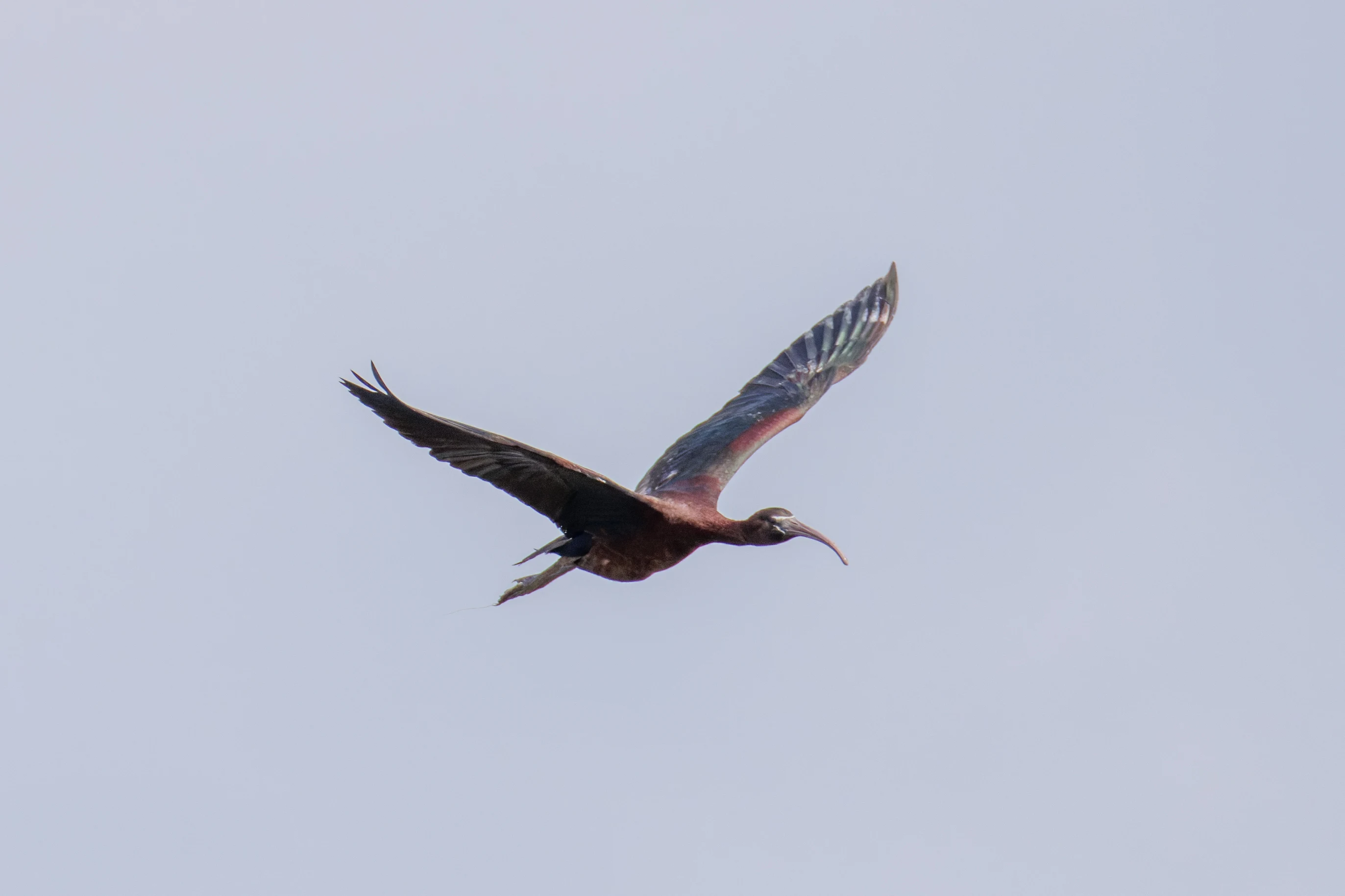 Glossy Ibis, Romania — photo by Orlando Prugel-Bennett