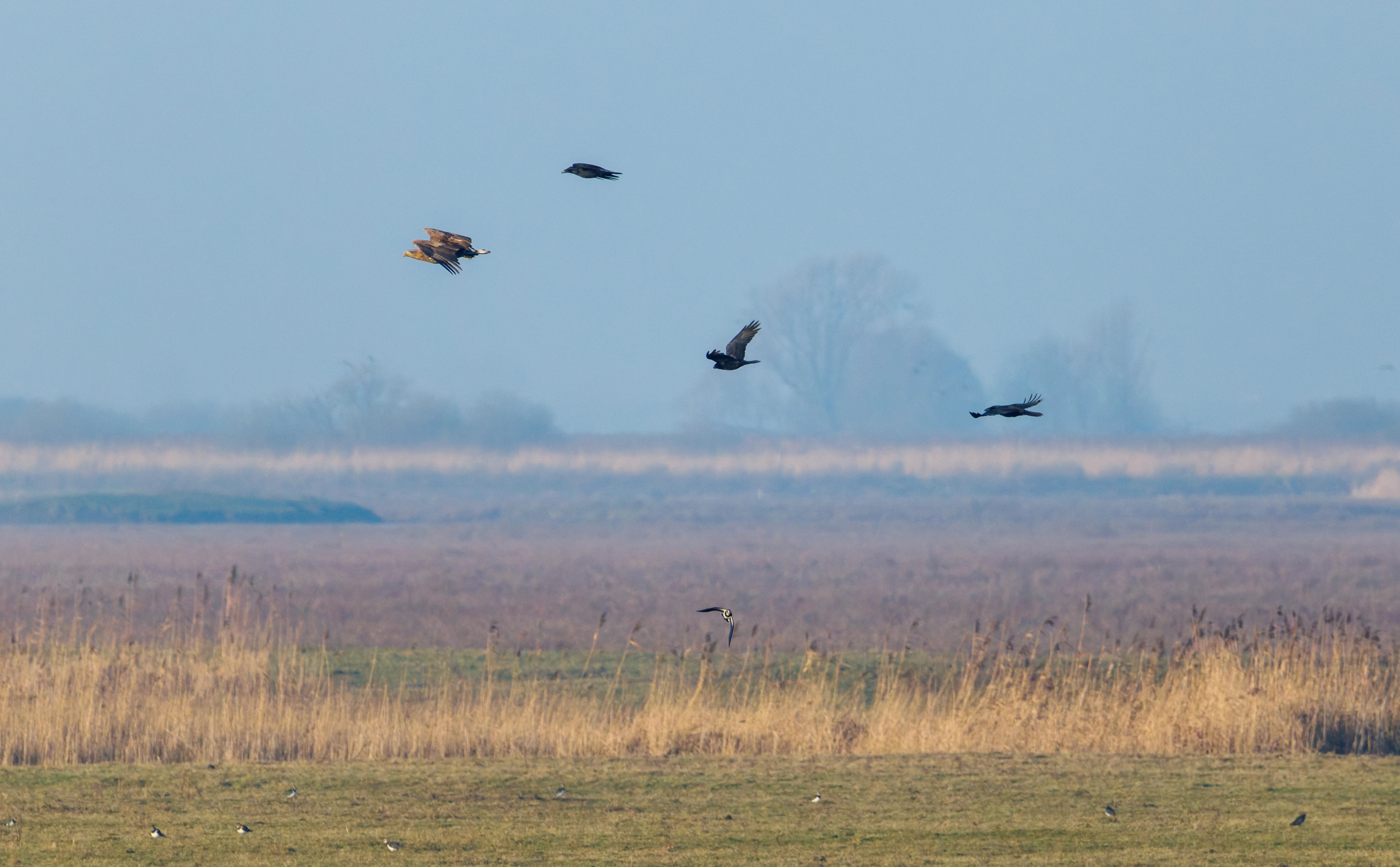 White-tailed Eagle and Carrion Crows, Flevoland, Netherlands — photo by Orlando Prugel-Bennett