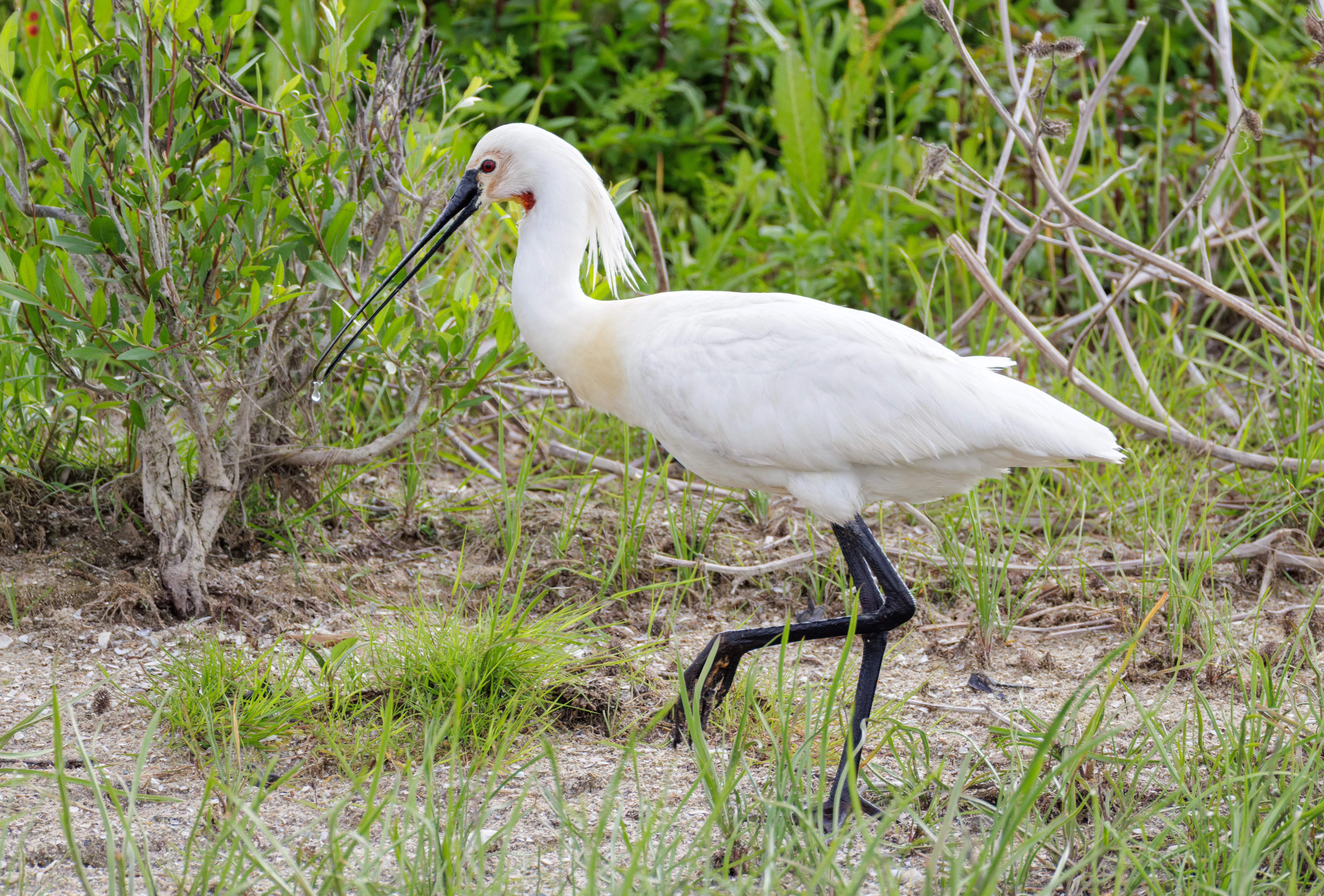 Eurasian Spoonbill, Danube Delta, Romania — photo by Orlando Prugel-Bennett