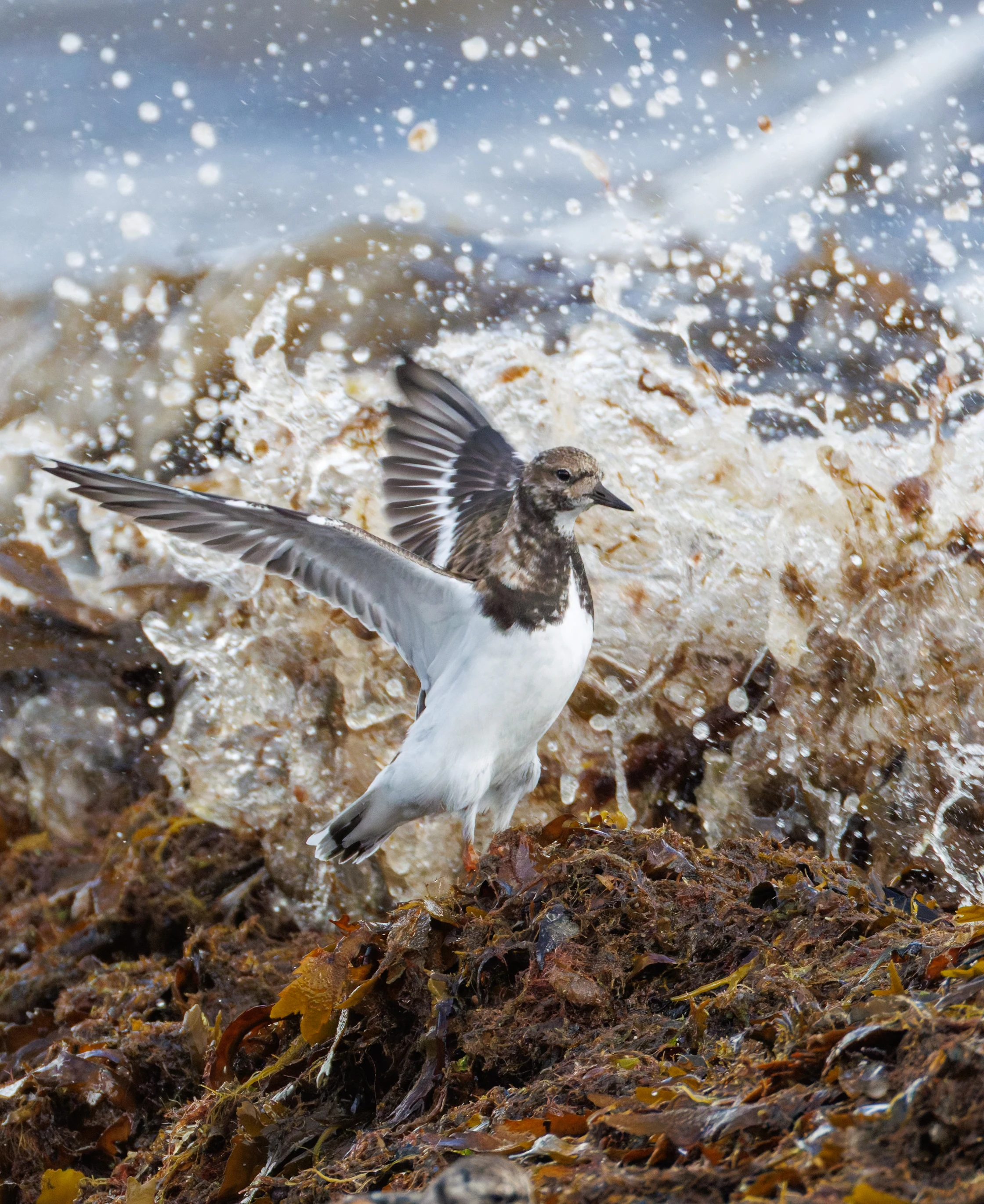 Ruddy Turnstone, Lymington, Hampshire, UK — photo by Orlando Prugel-Bennett