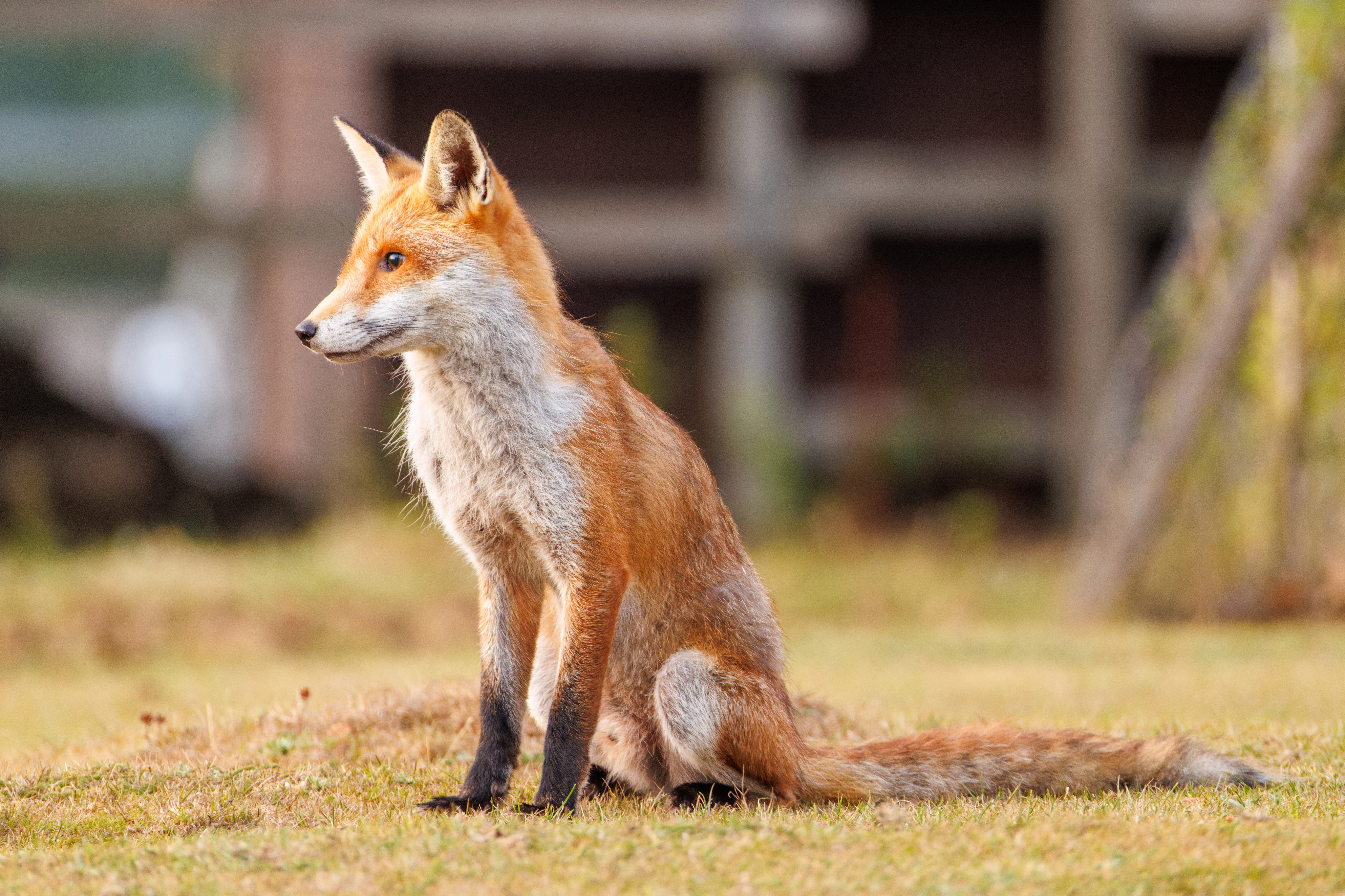 Red Fox, Dogmersfield, Hampshire, UK — photo by Orlando Prugel-Bennett