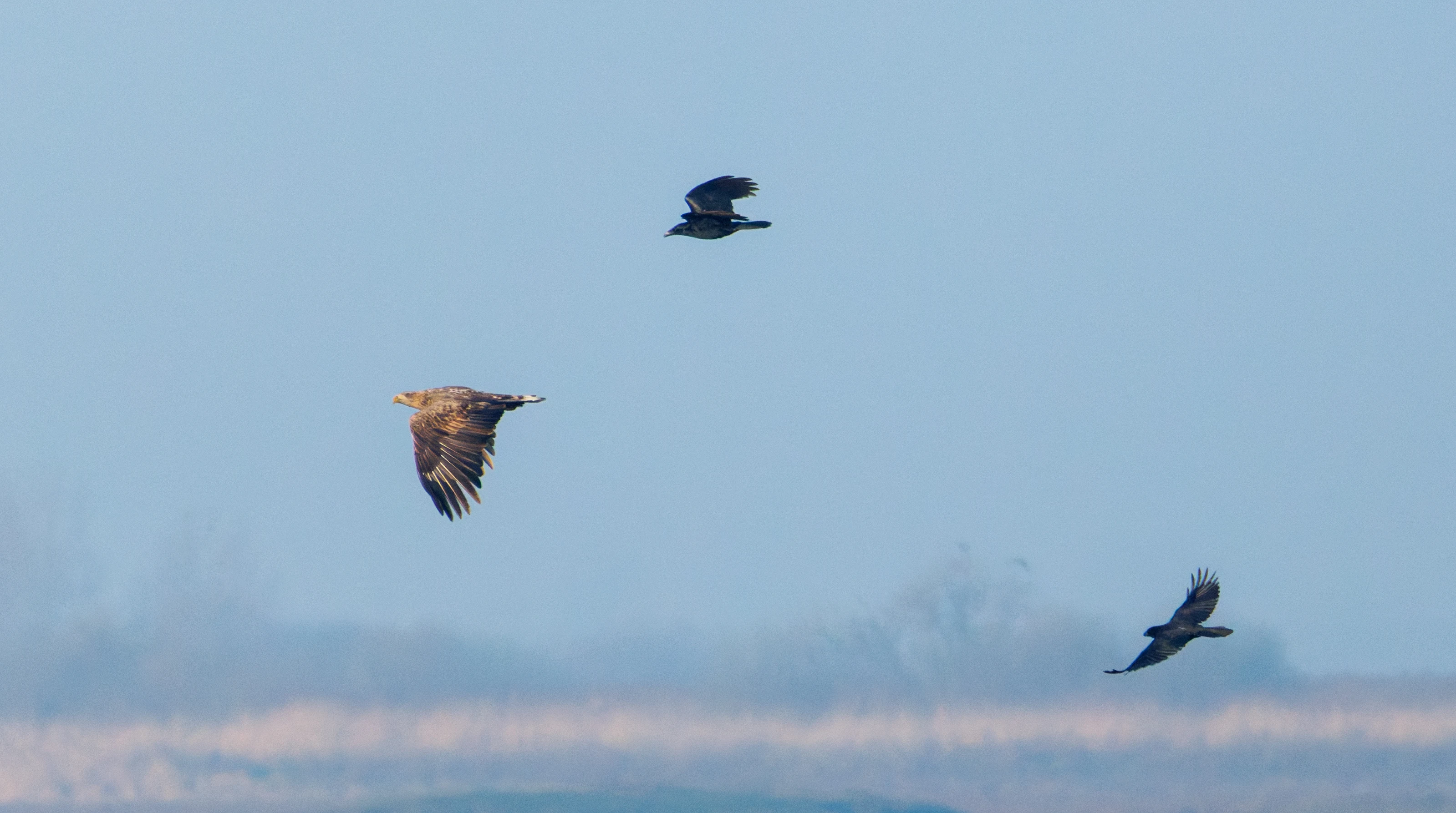 White-tailed Eagle and Carrion Crows, Flevoland, Netherlands — photo by Orlando Prugel-Bennett