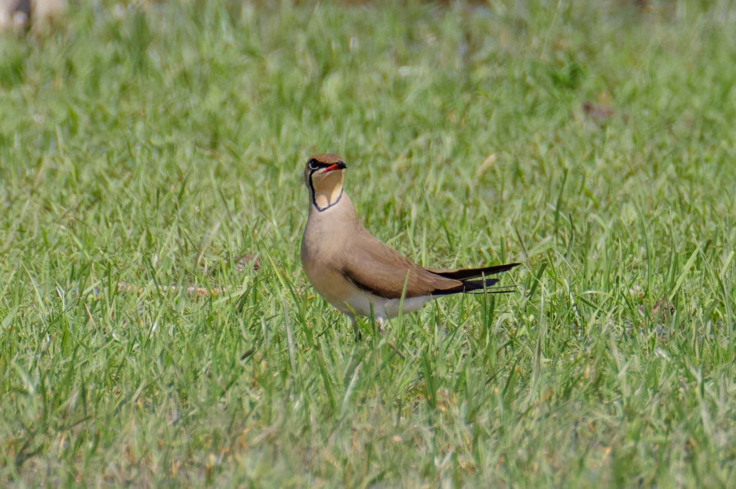 Collared Pratincole, Romania — photo by Orlando Prugel-Bennett