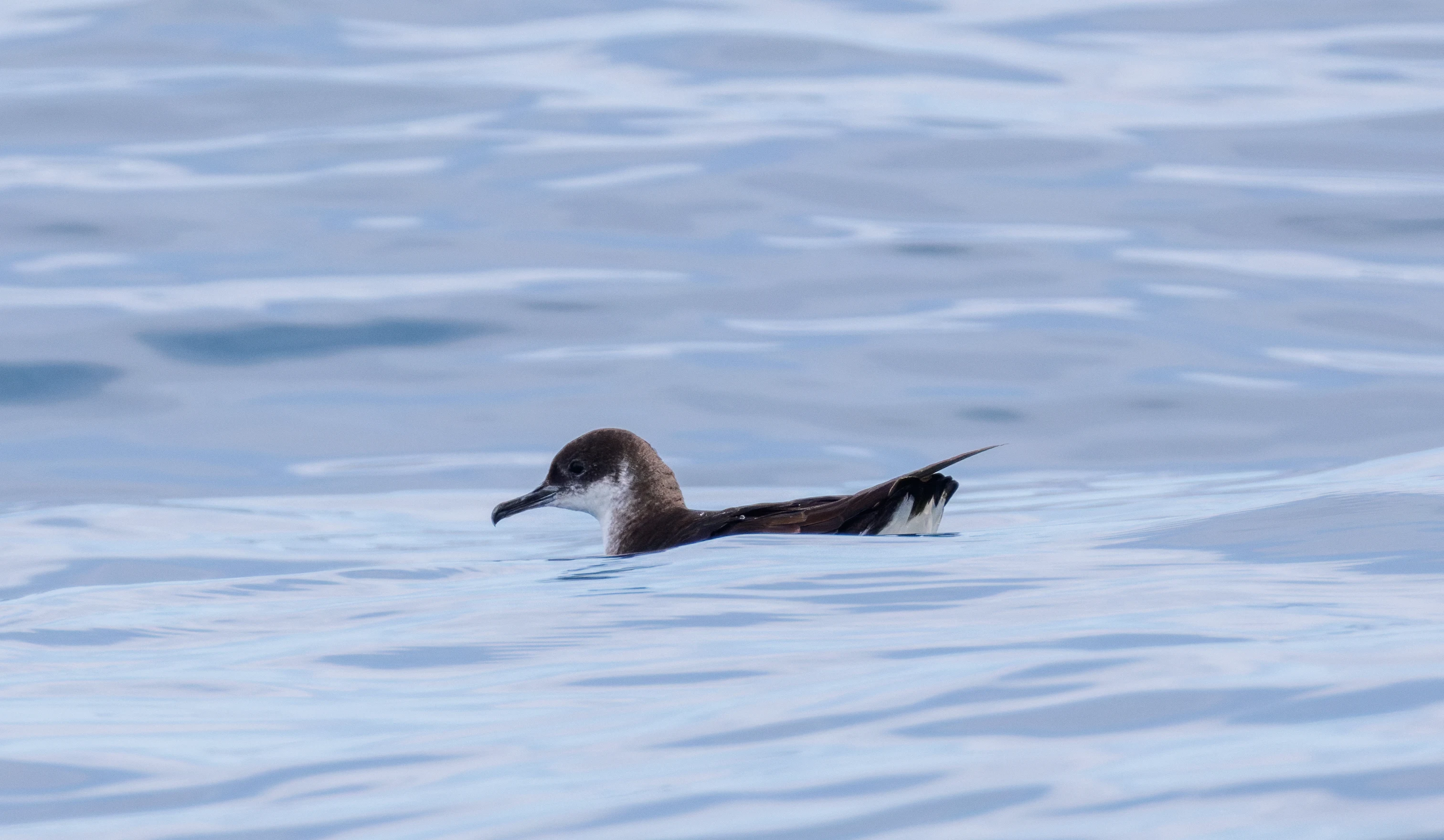 Manx Shearwater, Falmouth, Cornwall, UK — photo by Orlando Prugel-Bennett