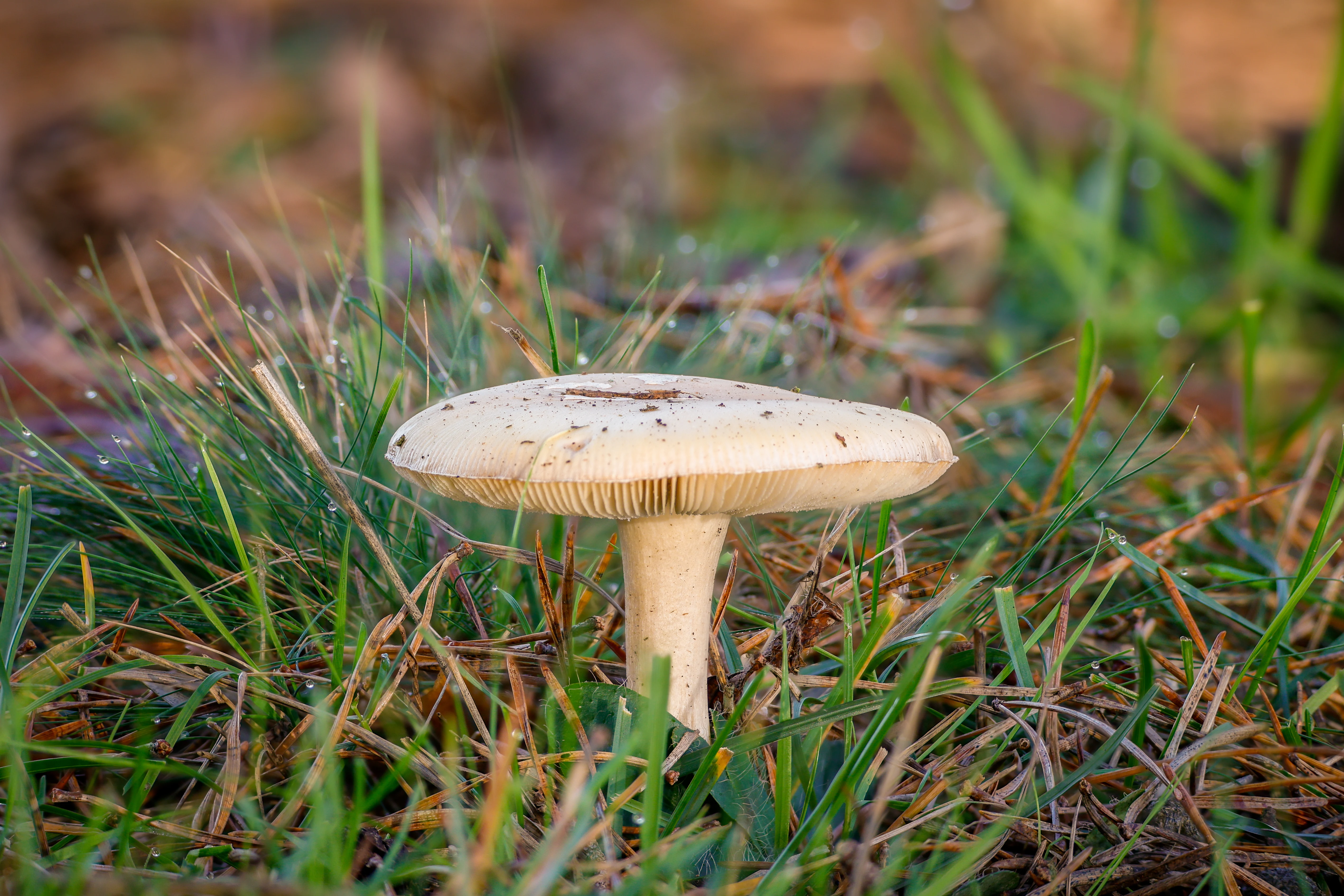 Fly Agaric (Amanita muscaria) young specimen, Shatterford, Hampshire, UK — photo by Orlando Prugel-Bennett