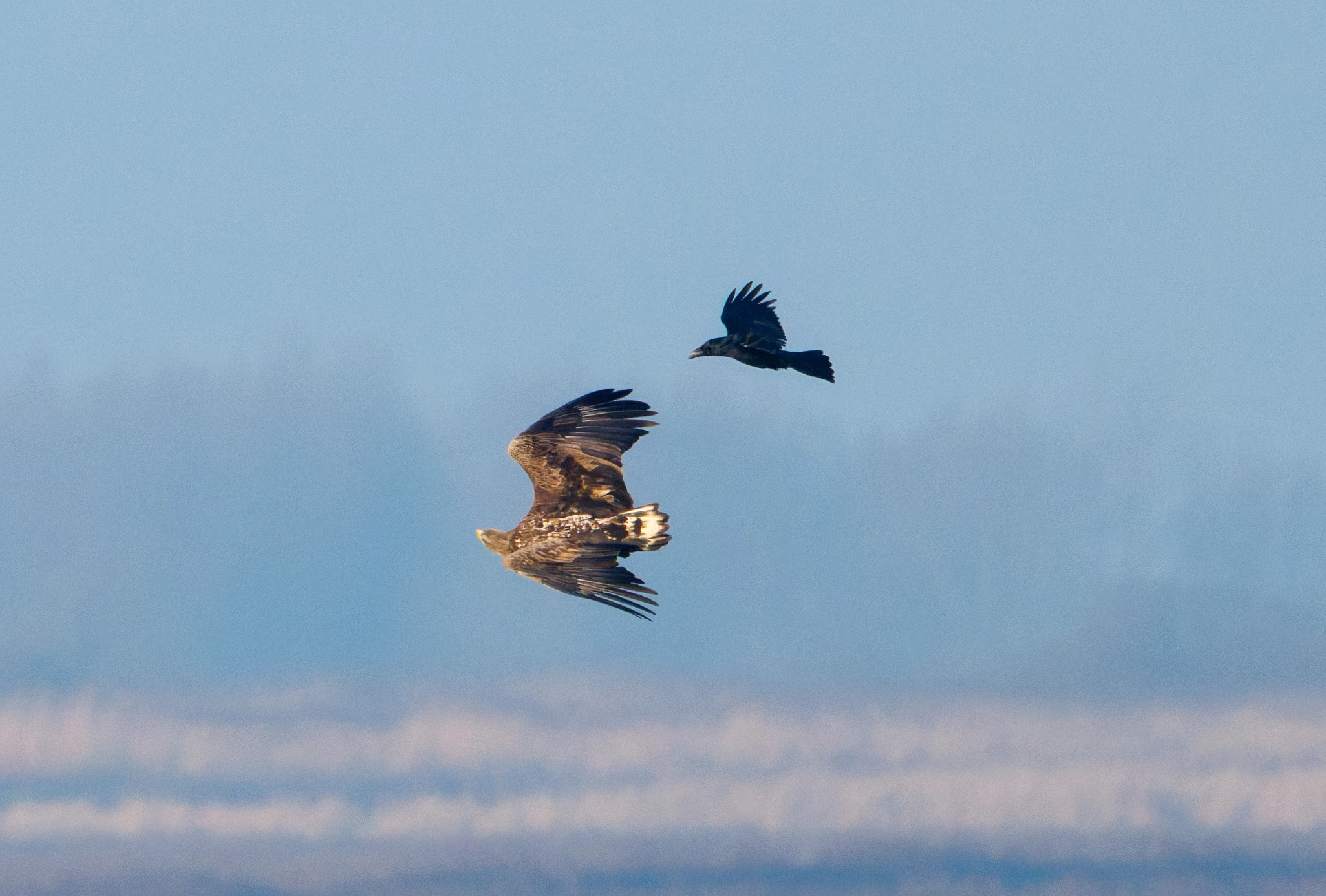 Juvenile White-tailed Eagle and Carrion Crow, Flevoland, Netherlands — photo by Orlando Prugel-Bennett