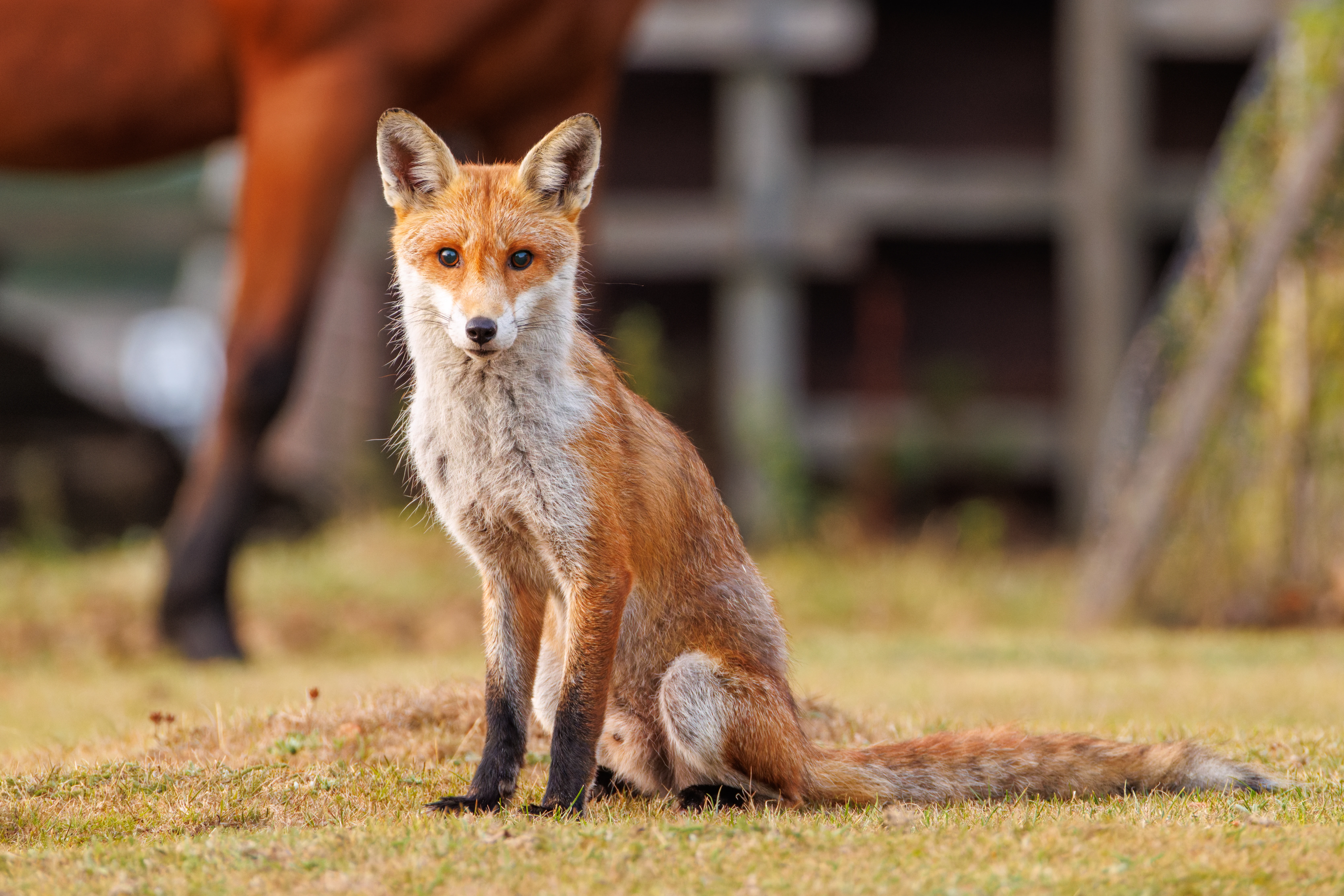 Red Fox, Dogmersfield, Hampshire, UK — photo by Orlando Prugel-Bennett