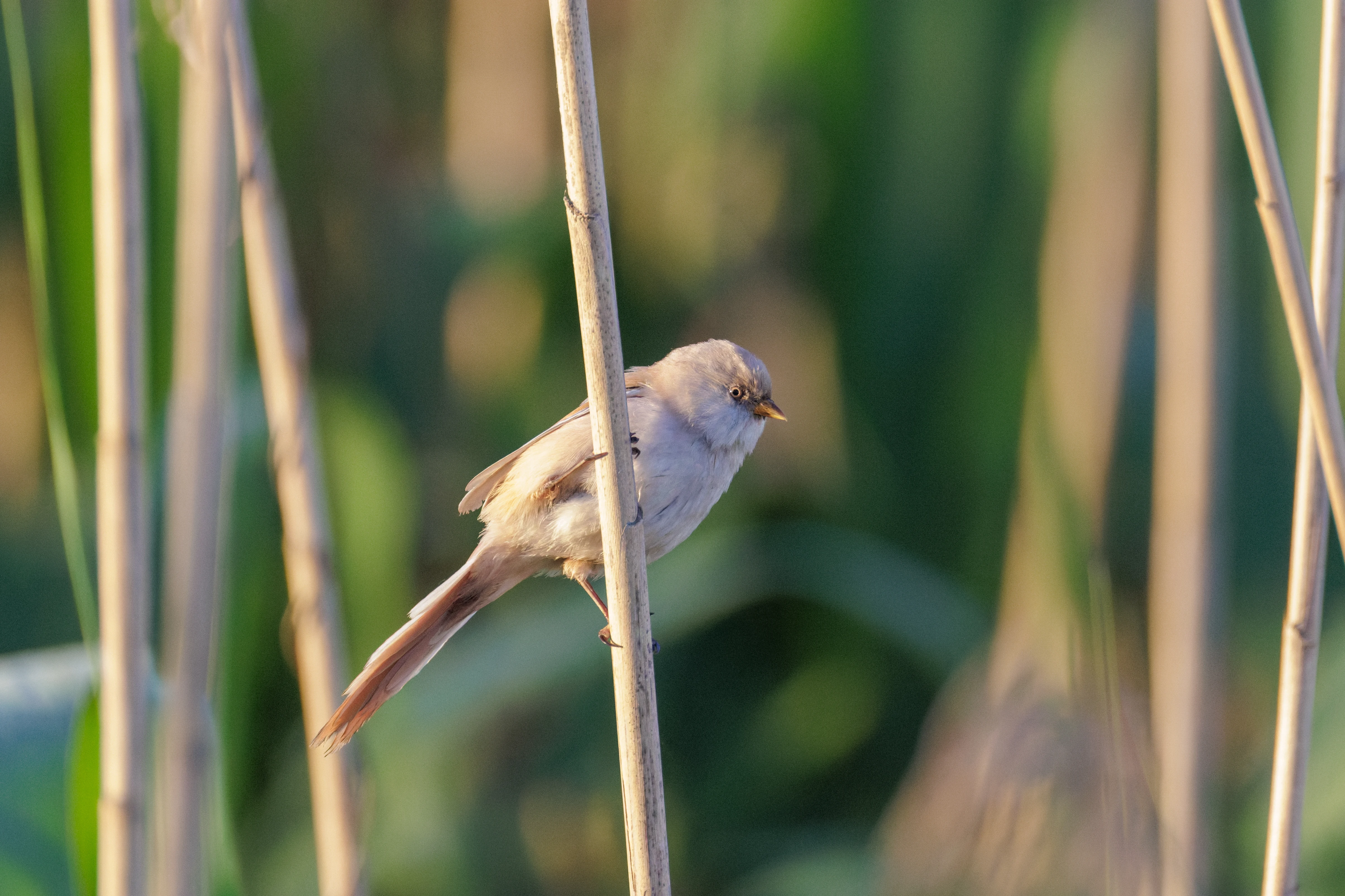 Bearded Reedling, Danube Delta, Romania — photo by Orlando Prugel-Bennett