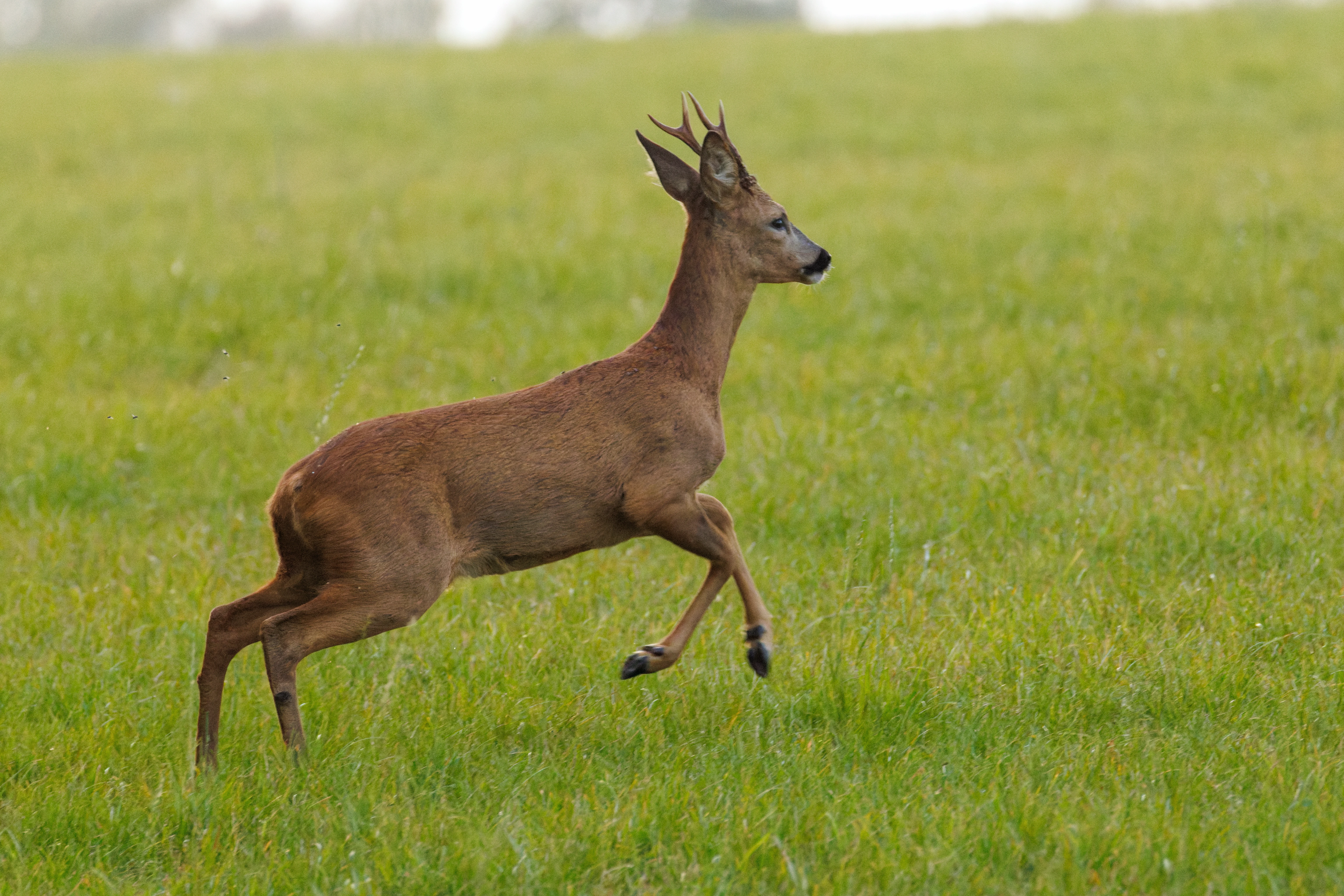 Roe Deer buck, Dogmersfield, Hampshire, UK — photo by Orlando Prugel-Bennett