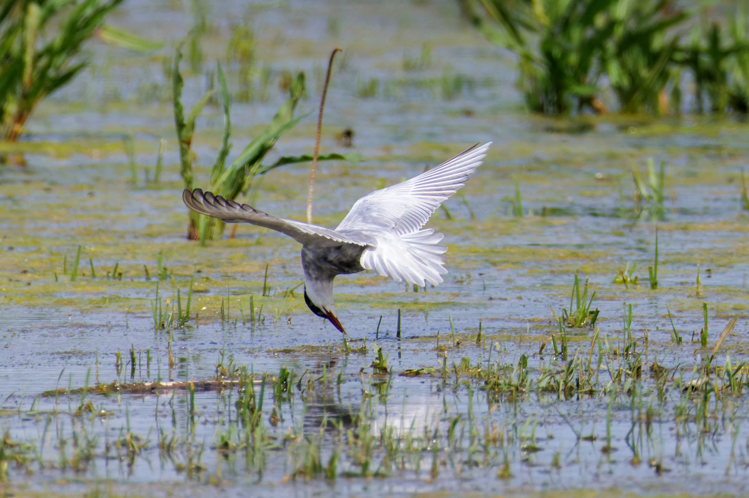 Whiskered Tern, Romania — photo by Orlando Prugel-Bennett