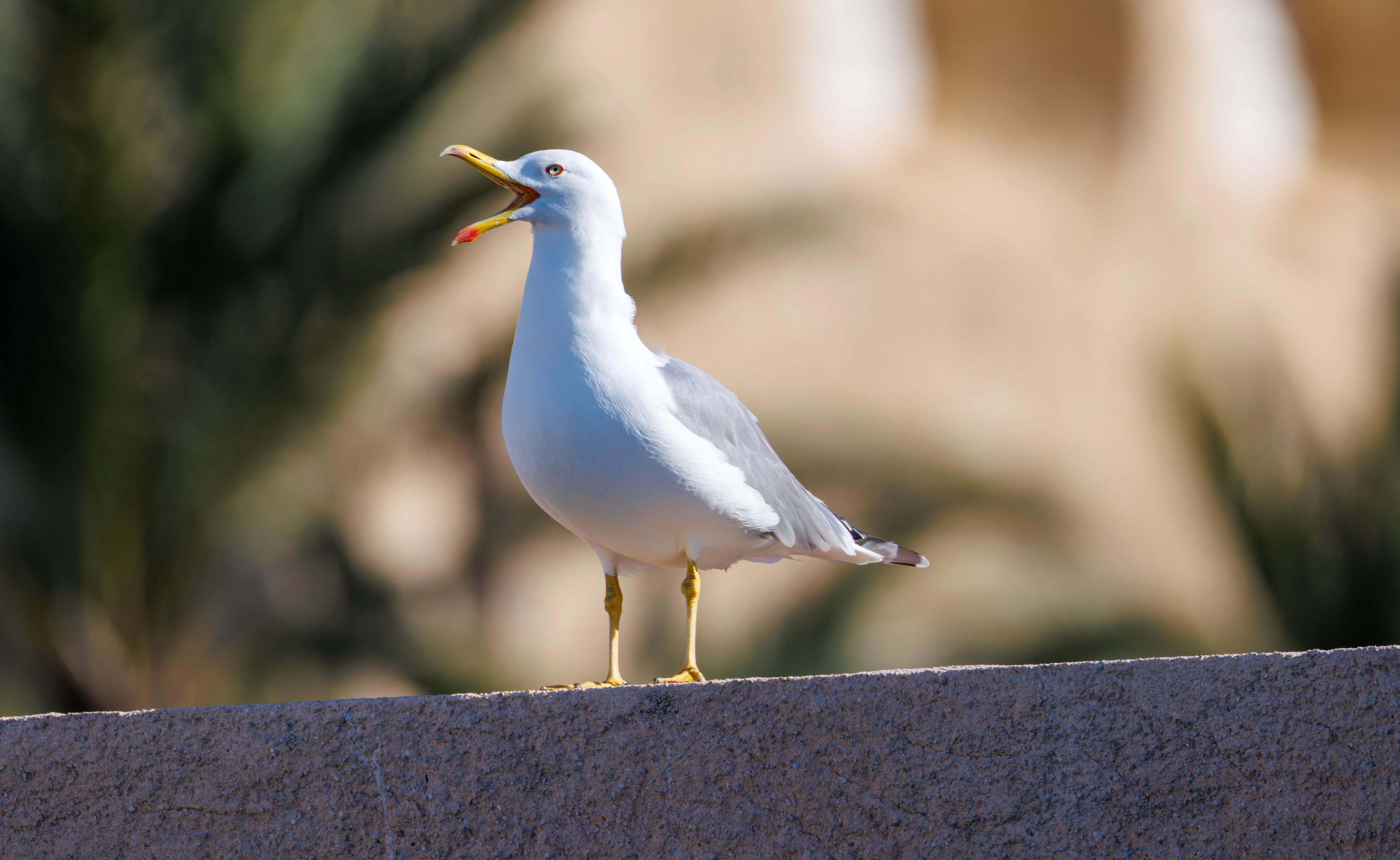 Yellow-legged Gull, Tabarca, Alicante, Spain — photo by Orlando Prugel-Bennett