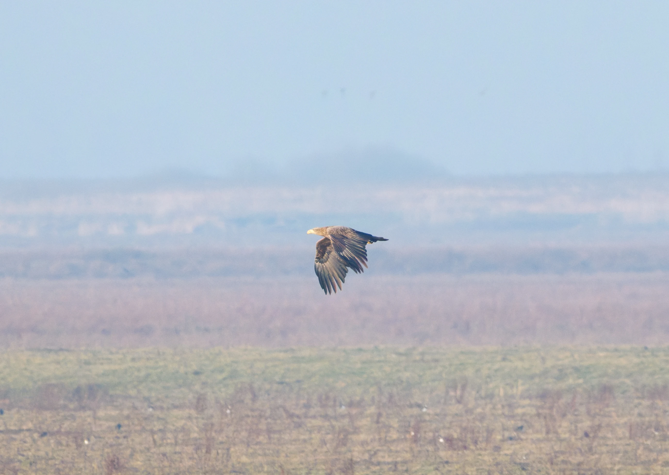 White-tailed Eagle, Flevoland, Netherlands — photo by Orlando Prugel-Bennett
