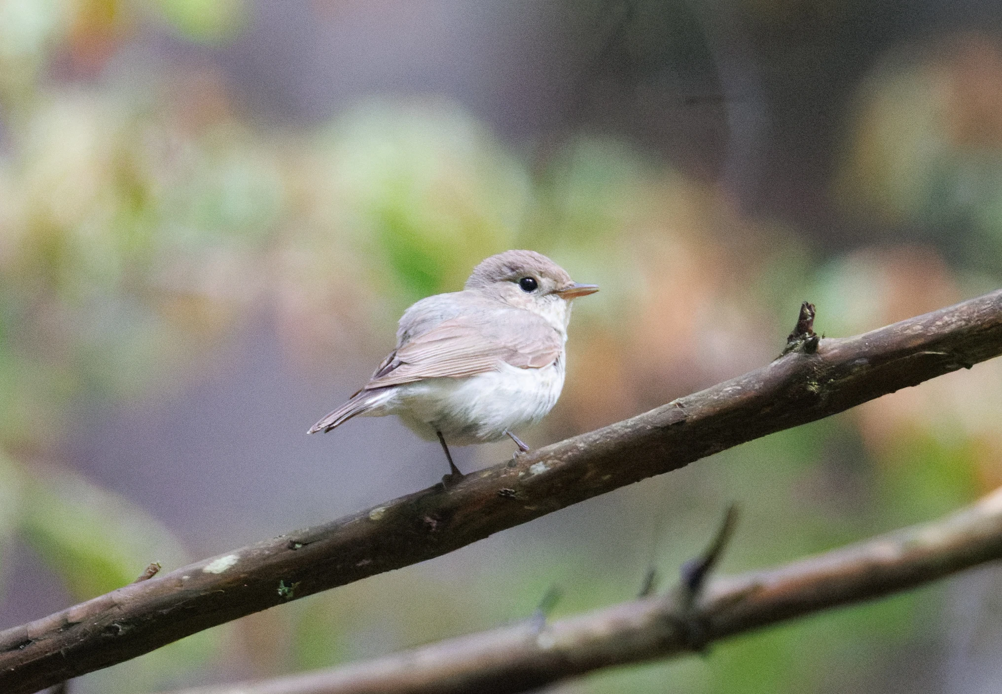 Red-breasted flycatcher, Transylvania, Romania — photo by Orlando Prugel-Bennett