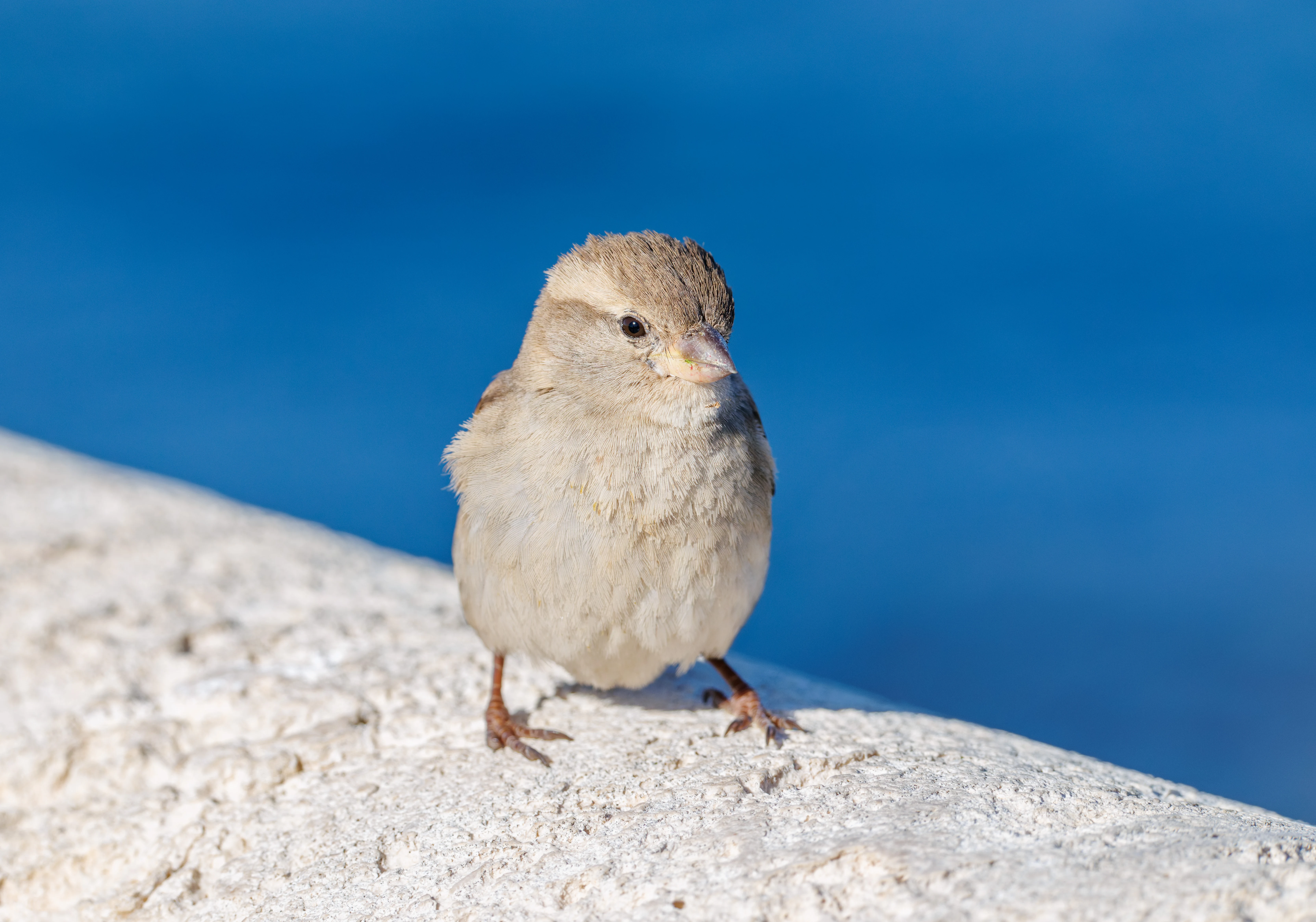 House Sparrow, Tabarca, Alicante, Spain — photo by Orlando Prugel-Bennett