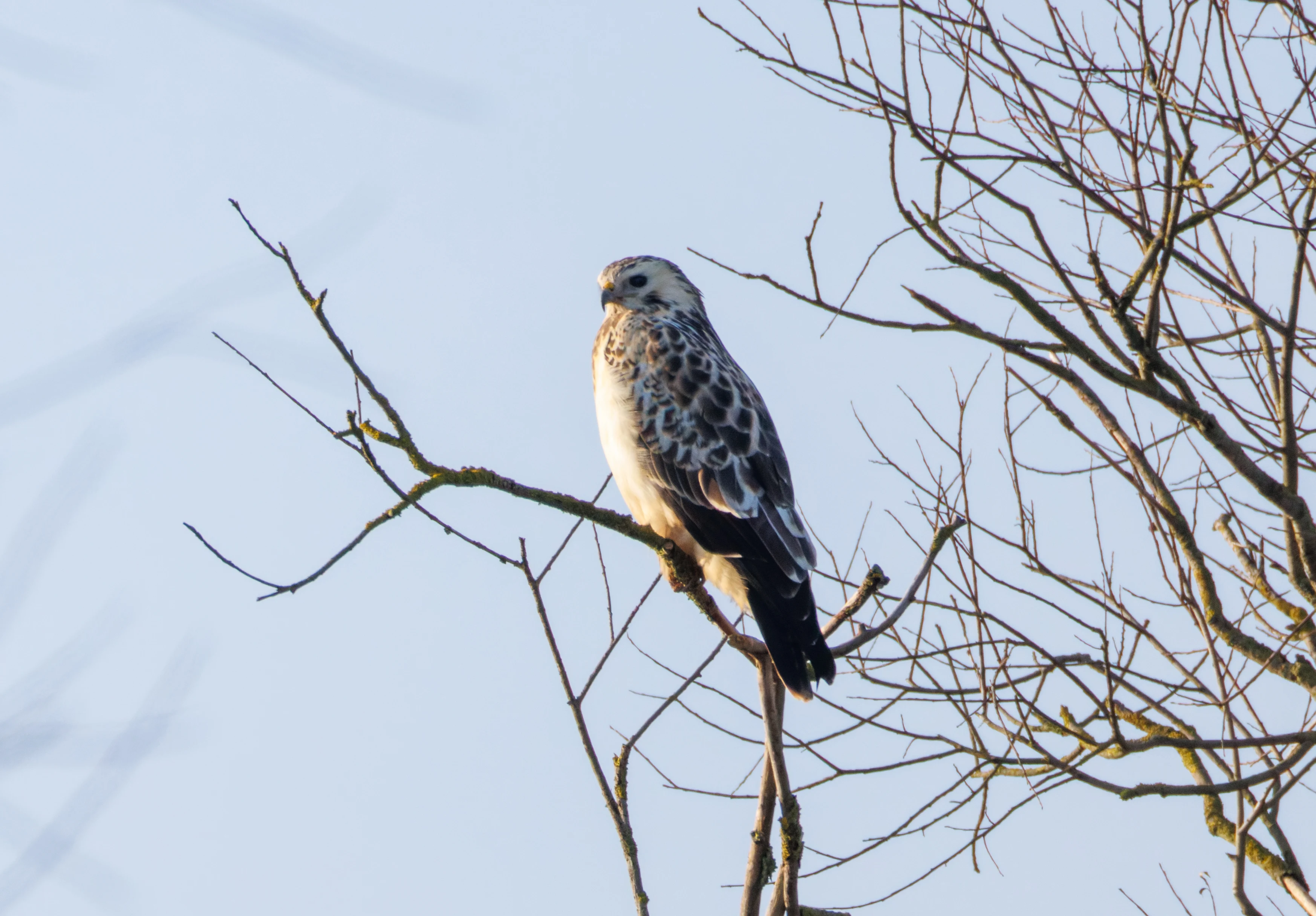 Rough-legged Buzzard, Flevoland, Netherlands — photo by Orlando Prugel-Bennett