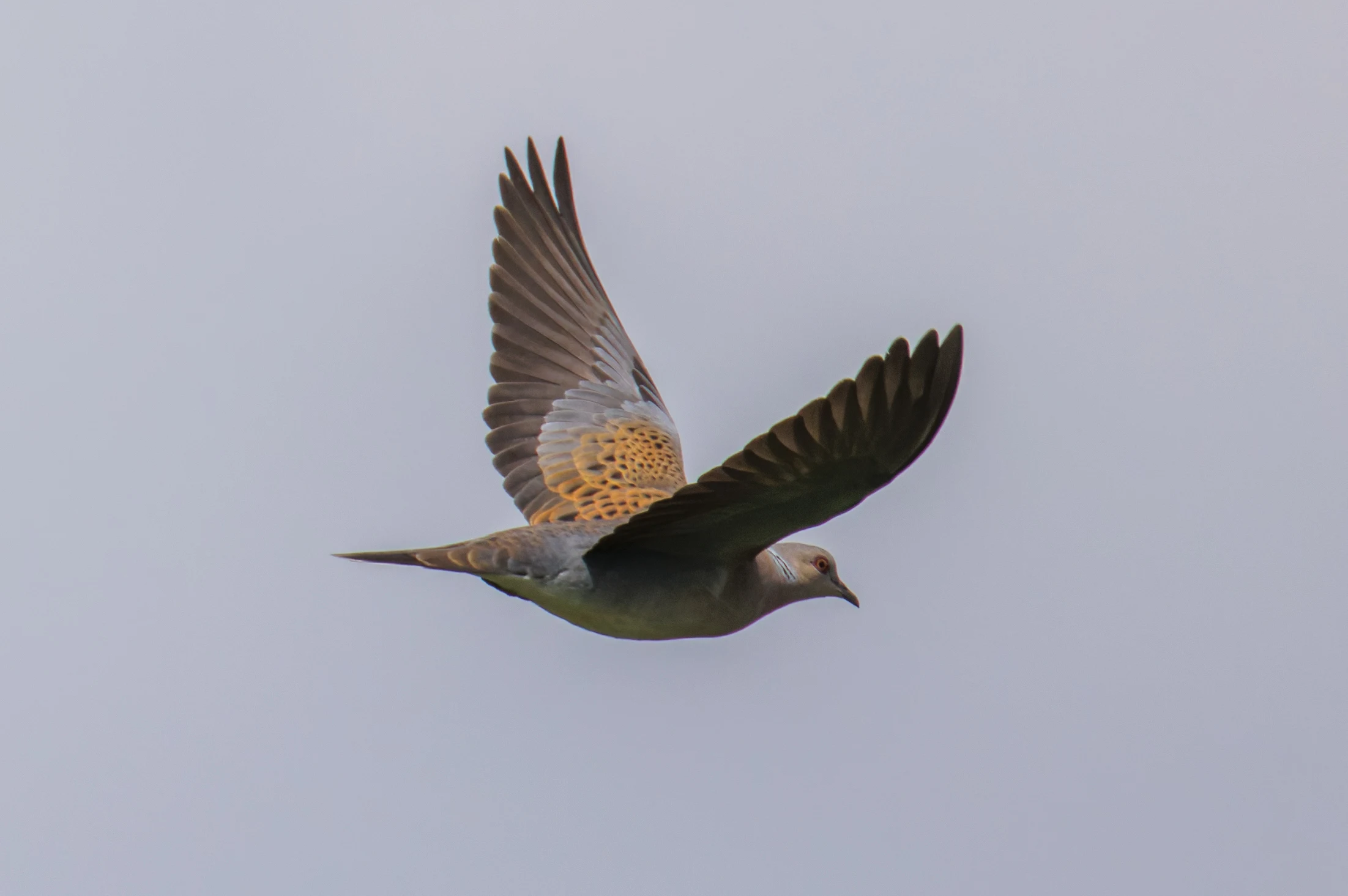 Turtle Dove, Romania — photo by Orlando Prugel-Bennett