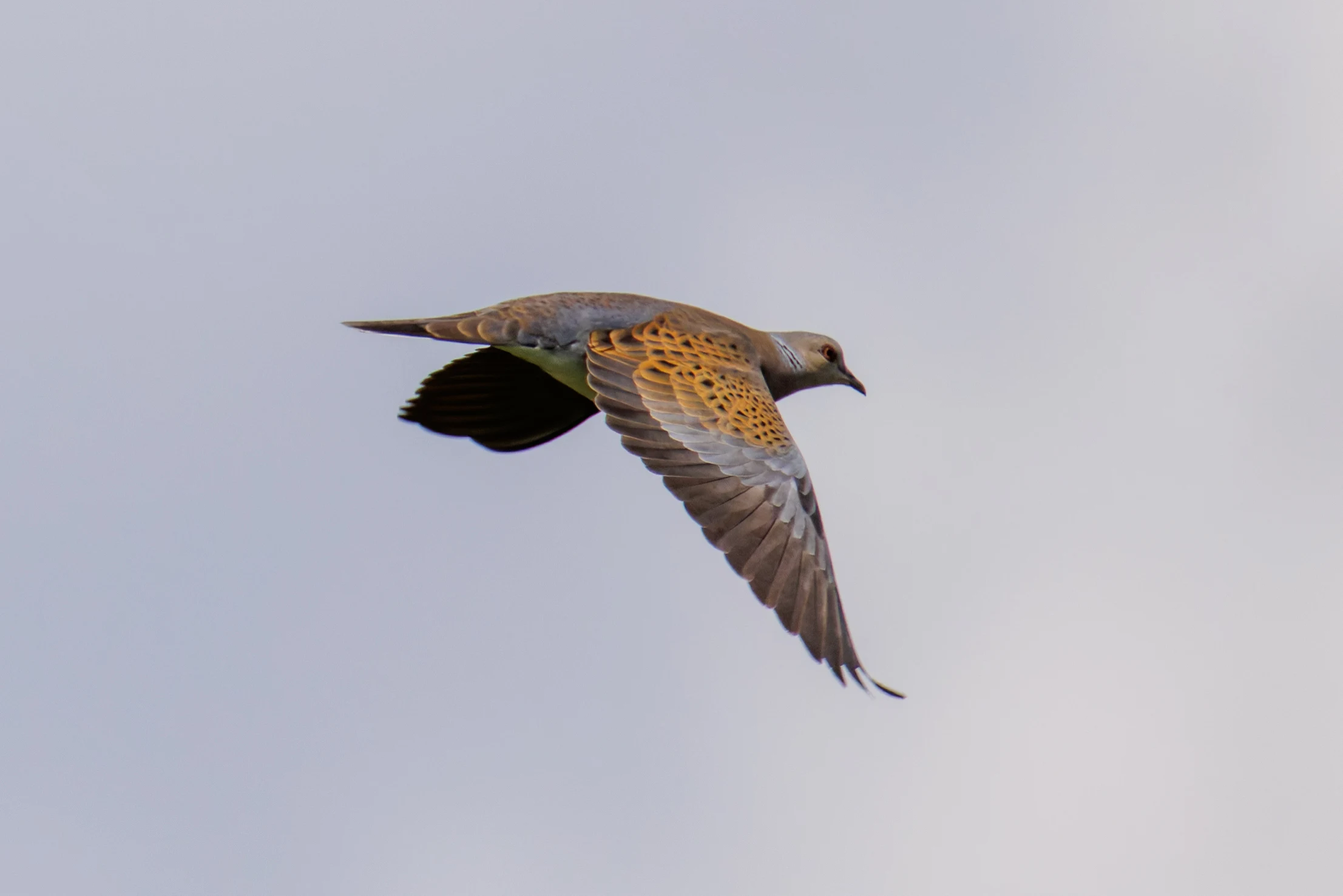 Turtle Dove, Romania — photo by Orlando Prugel-Bennett