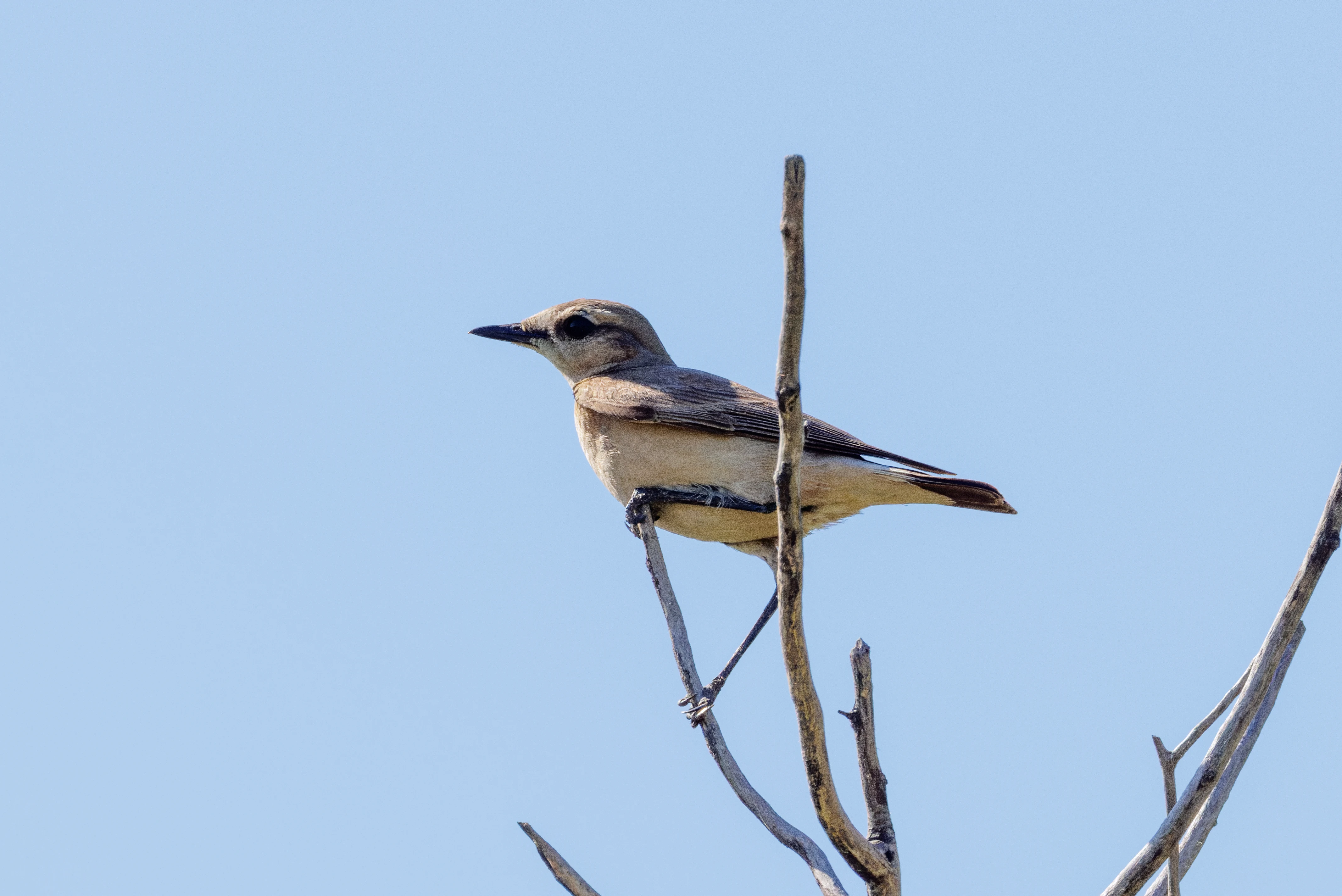 Northern Wheatear, Romanian Steppe, Romania — photo by Orlando Prugel-Bennett
