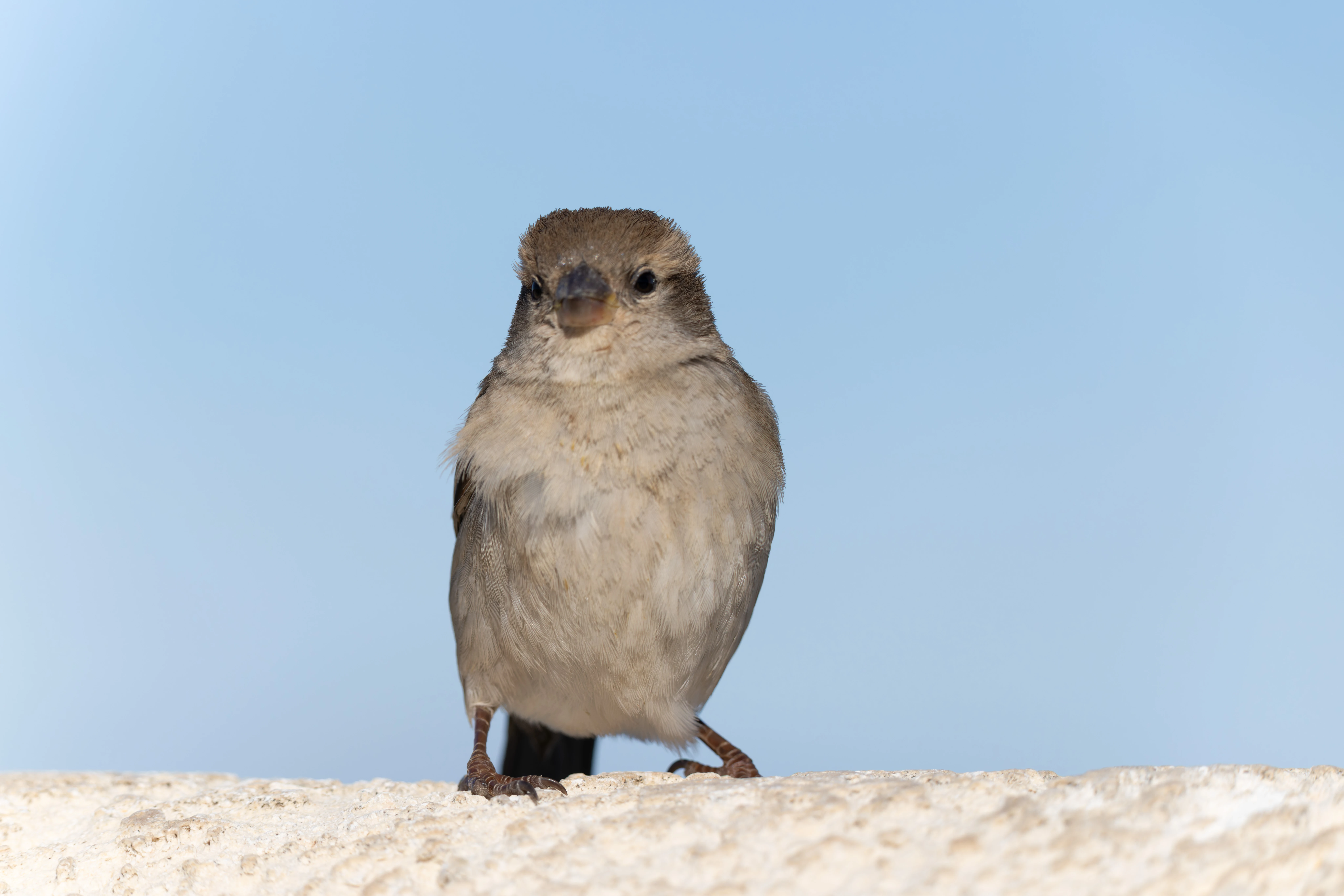House Sparrow, Tabarca, Alicante, Spain — photo by Orlando Prugel-Bennett