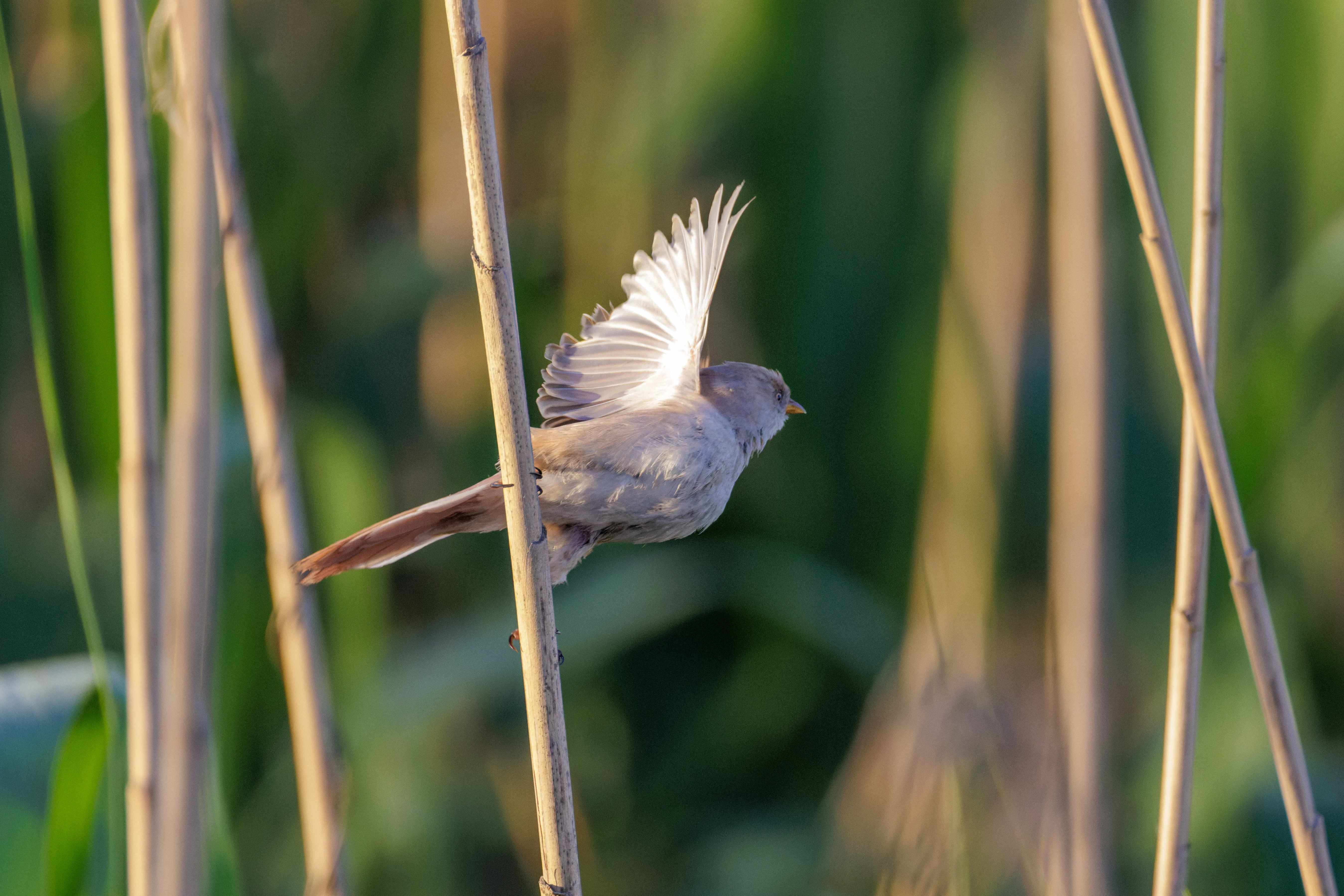 Bearded Reedling, Danube Delta, Romania — photo by Orlando Prugel-Bennett