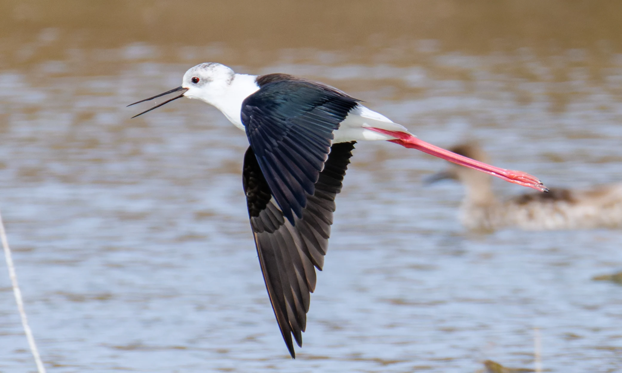 Black-winged Stilt, El Hondo, Spain — photo by Orlando Prugel-Bennett