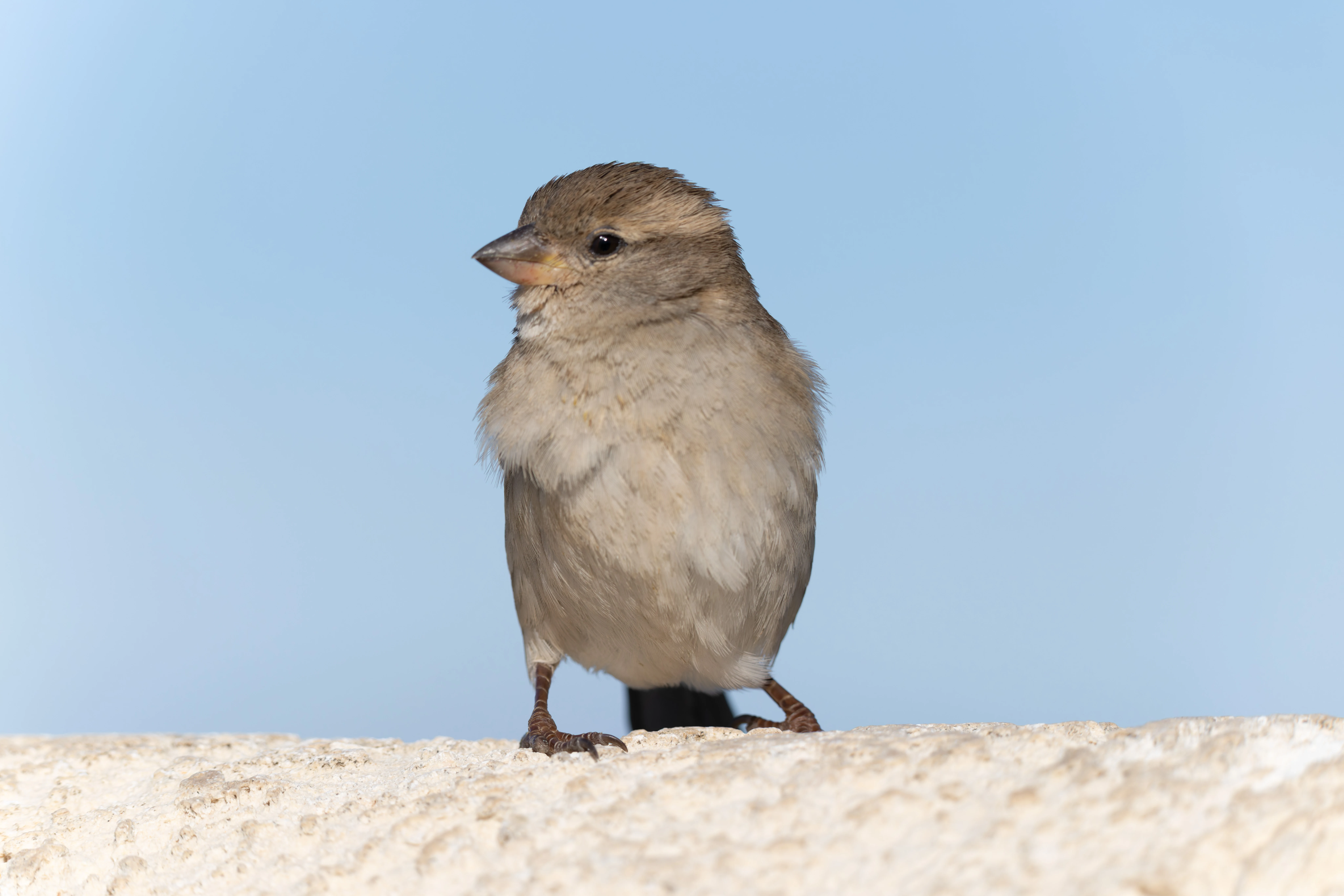 House Sparrow (female), Tabarca, Alicante, Spain — photo by Orlando Prugel-Bennett