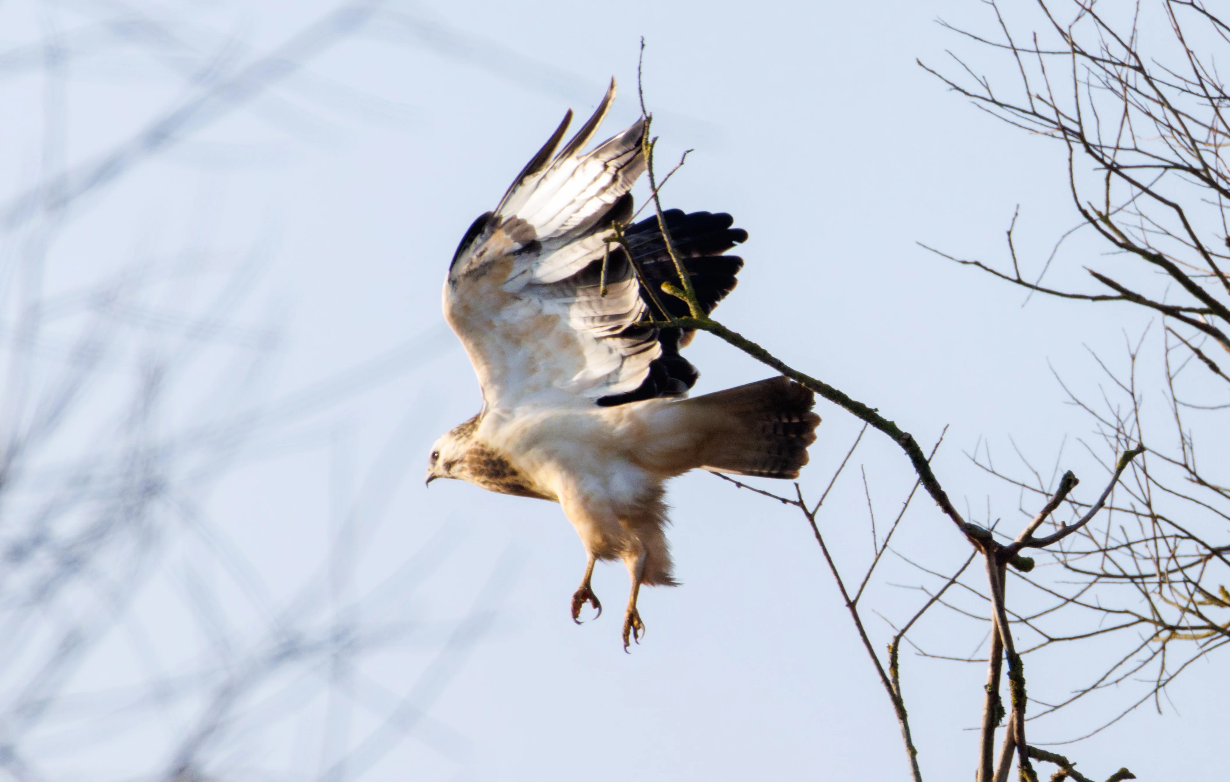 Western Marsh Harrier, Flevoland, Netherlands — photo by Orlando Prugel-Bennett