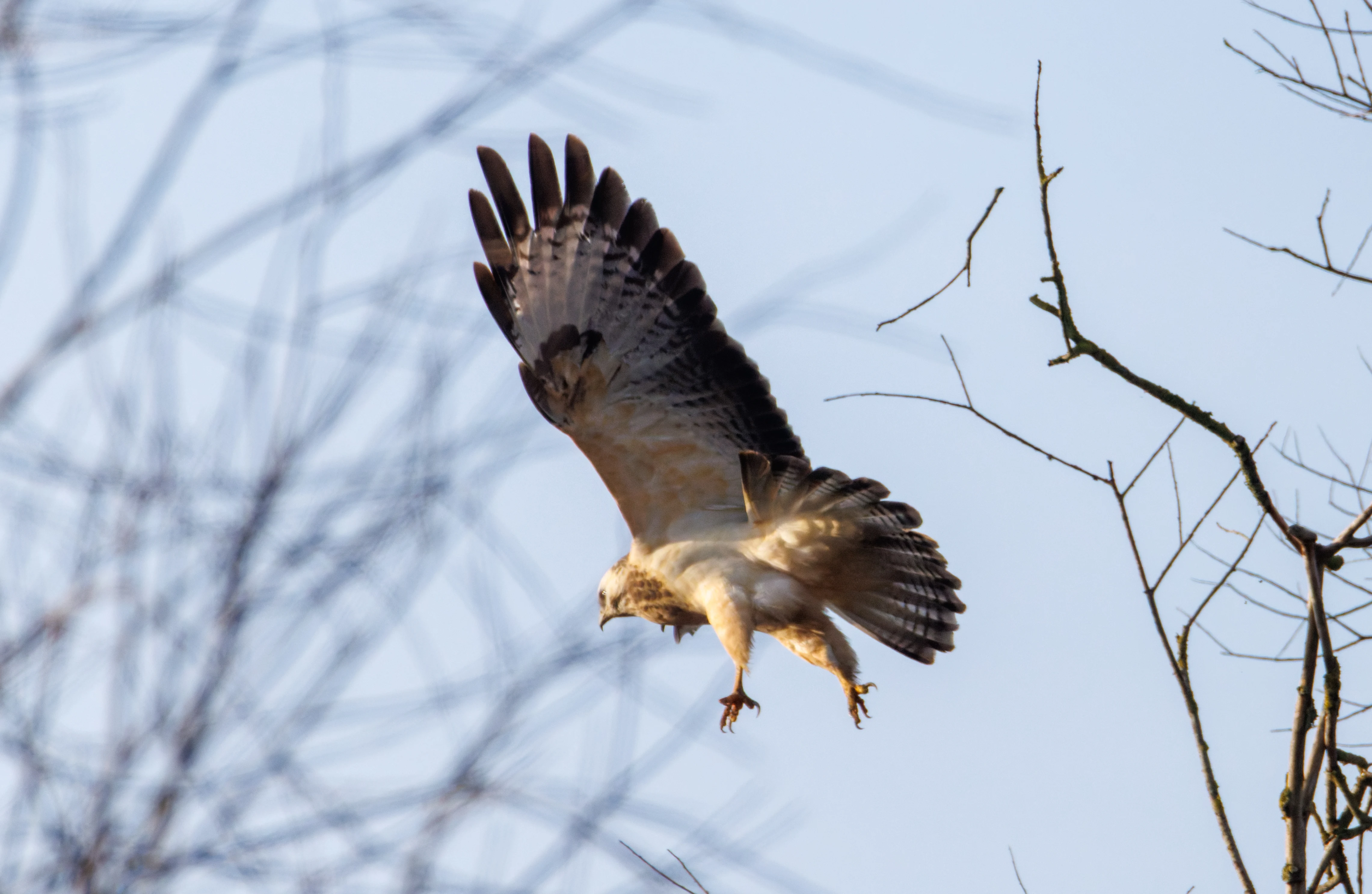 Common Buzzard, Flevoland, Netherlands — photo by Orlando Prugel-Bennett