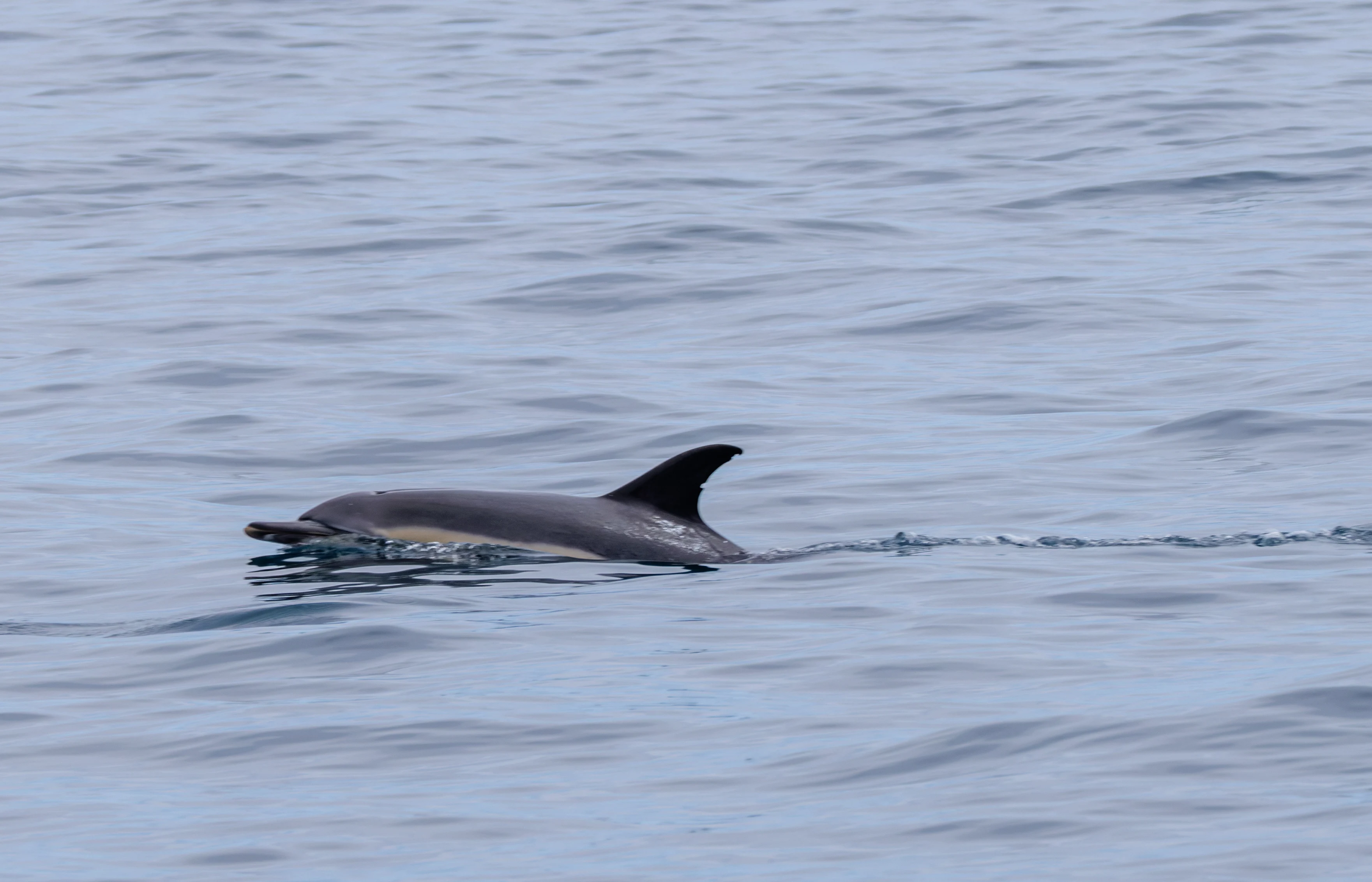 Common Dolphin, Falmouth, Cornwall, UK — photo by Orlando Prugel-Bennett