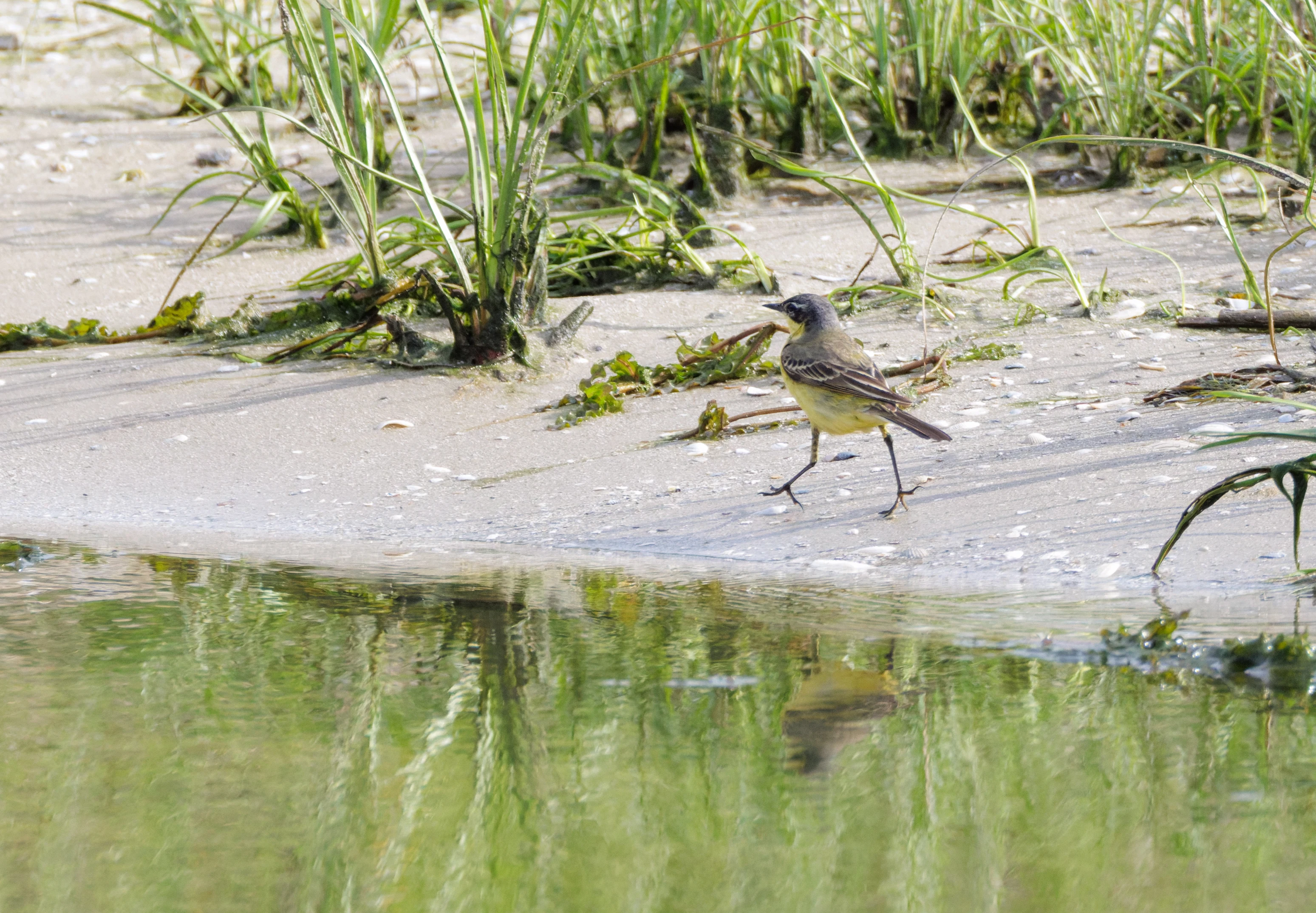 Grey Wagtail, Danube Delta, Romania — photo by Orlando Prugel-Bennett
