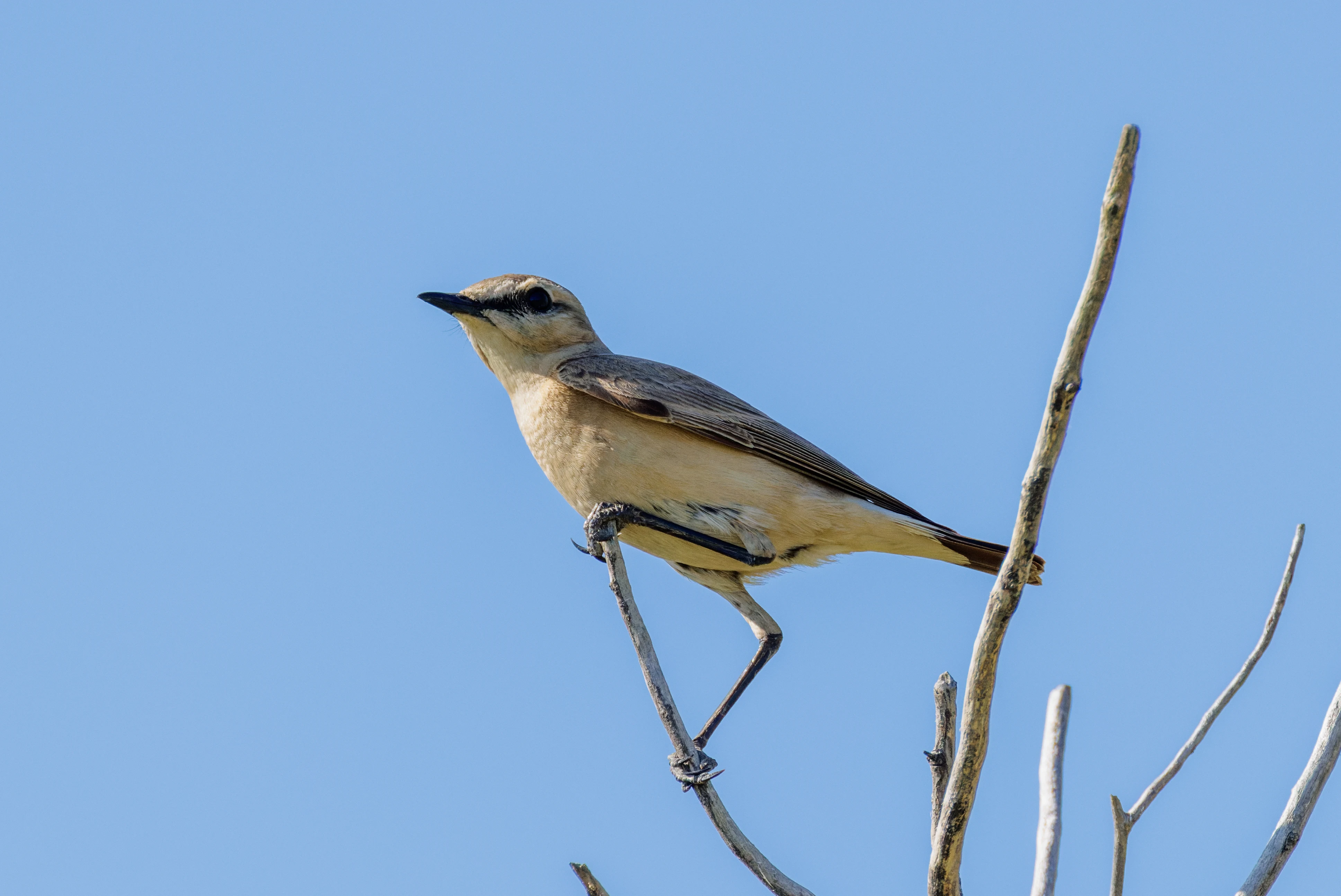 Northern Wheatear, Romanian Steppe, Romania — photo by Orlando Prugel-Bennett