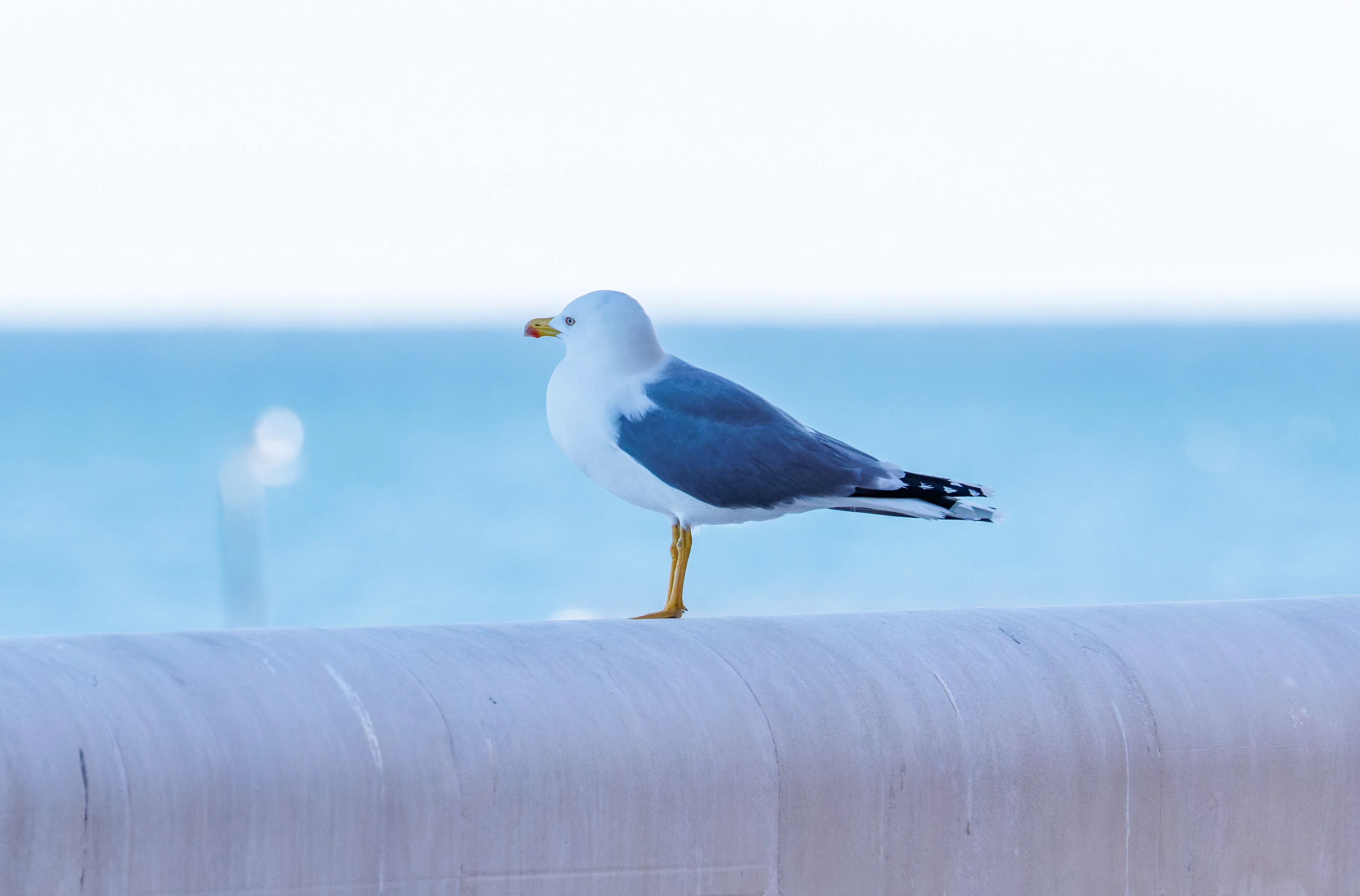 Yellow-legged Gull, Tabarca, Alicante, Spain — photo by Orlando Prugel-Bennett