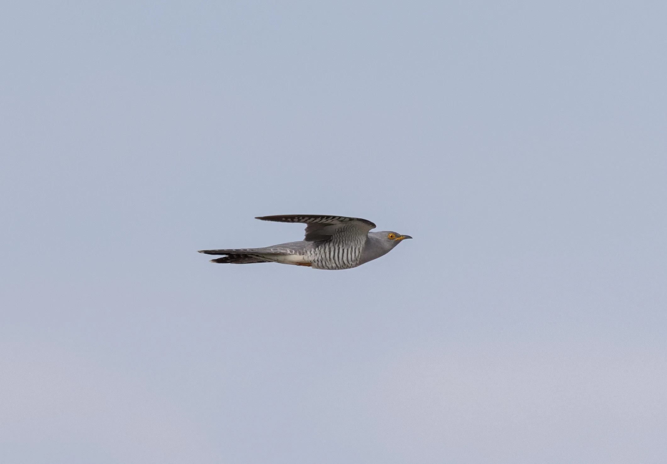 Common Cuckoo, Danube Delta, Romania — photo by Orlando Prugel-Bennett
