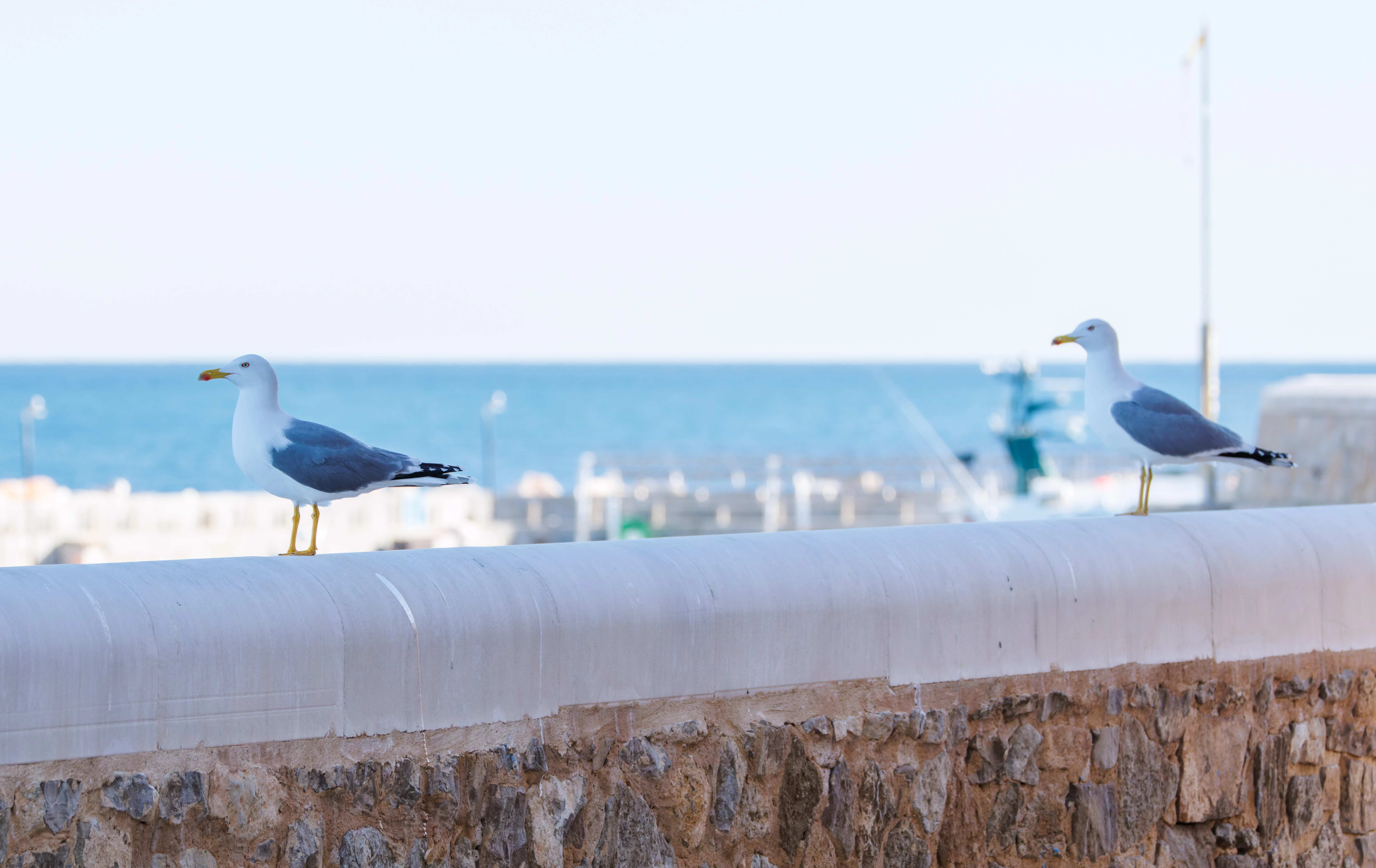 Yellow-legged Gull & Lesser Black Backed Gull, Tabarca, Alicante, Spain — photo by Orlando Prugel-Bennett