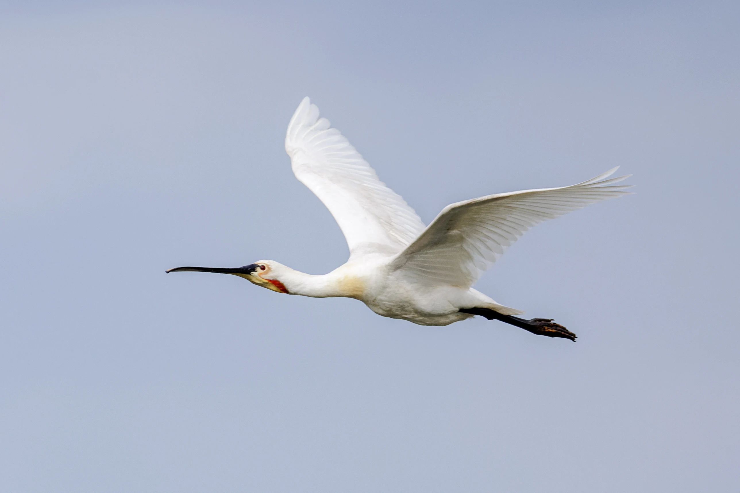Eurasian Spoonbill, Danube Delta, Romania — photo by Orlando Prugel-Bennett