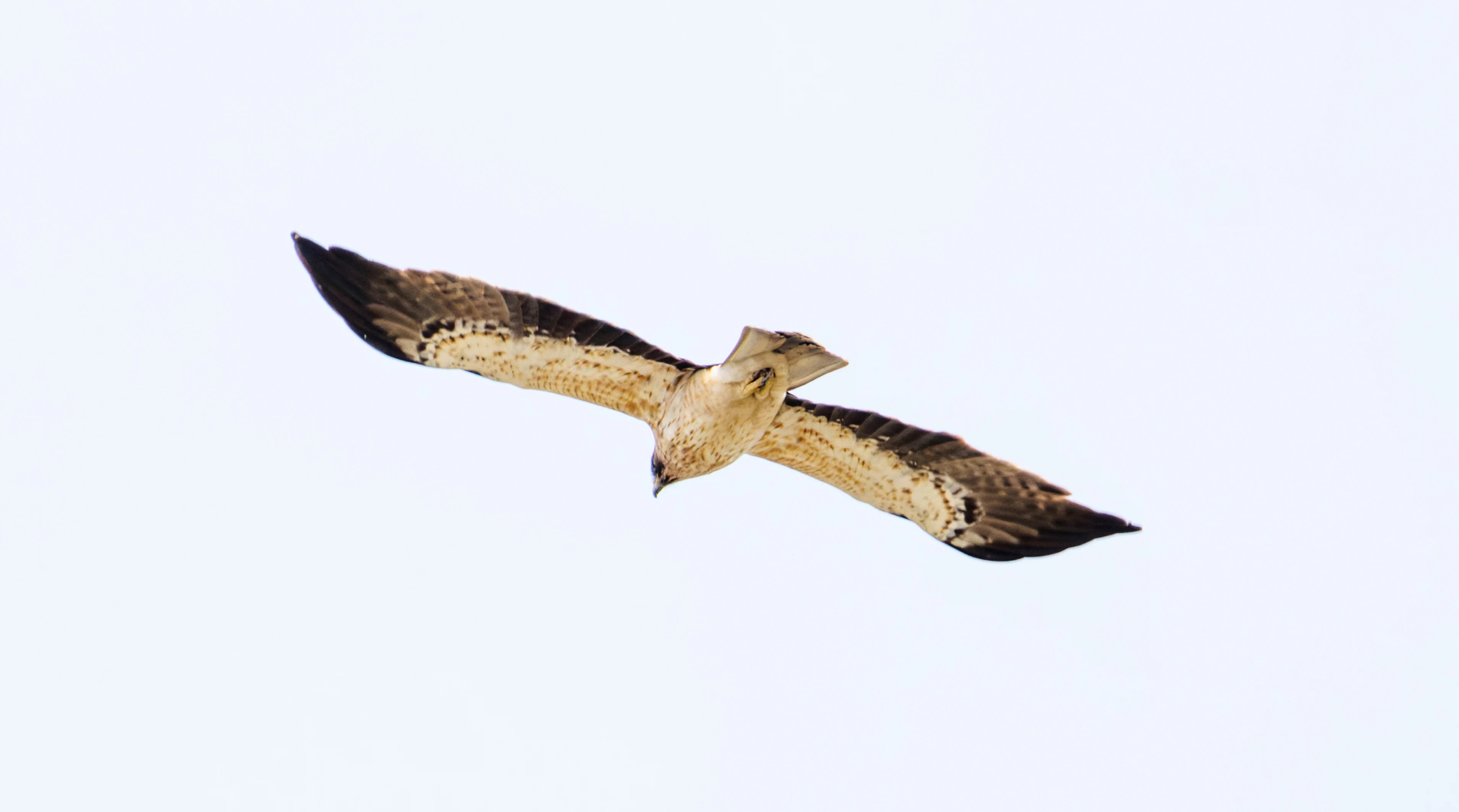 Booted Eagle, El Hondo, Spain — photo by Orlando Prugel-Bennett