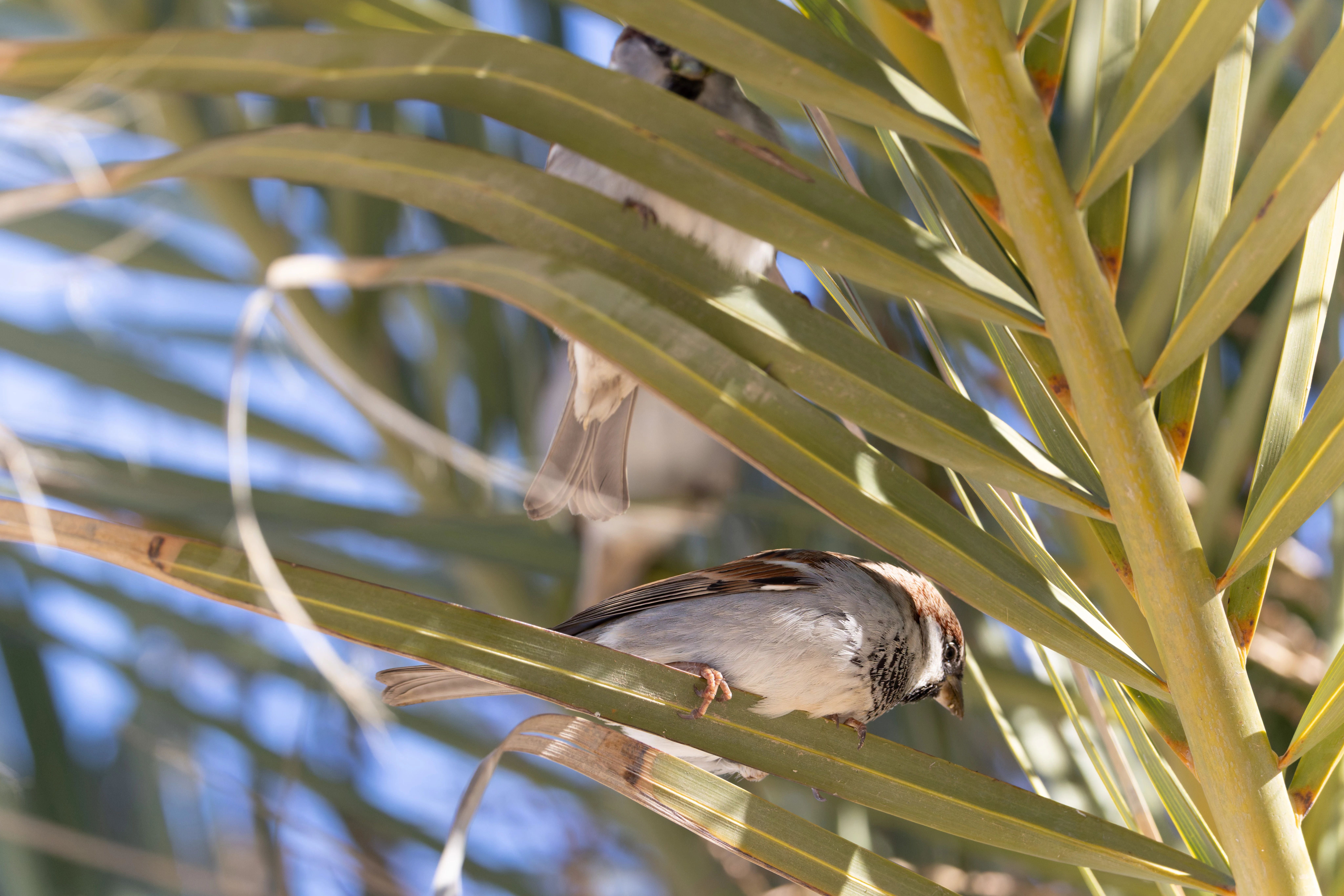 House Sparrow, Tabarca, Alicante, Spain — photo by Orlando Prugel-Bennett