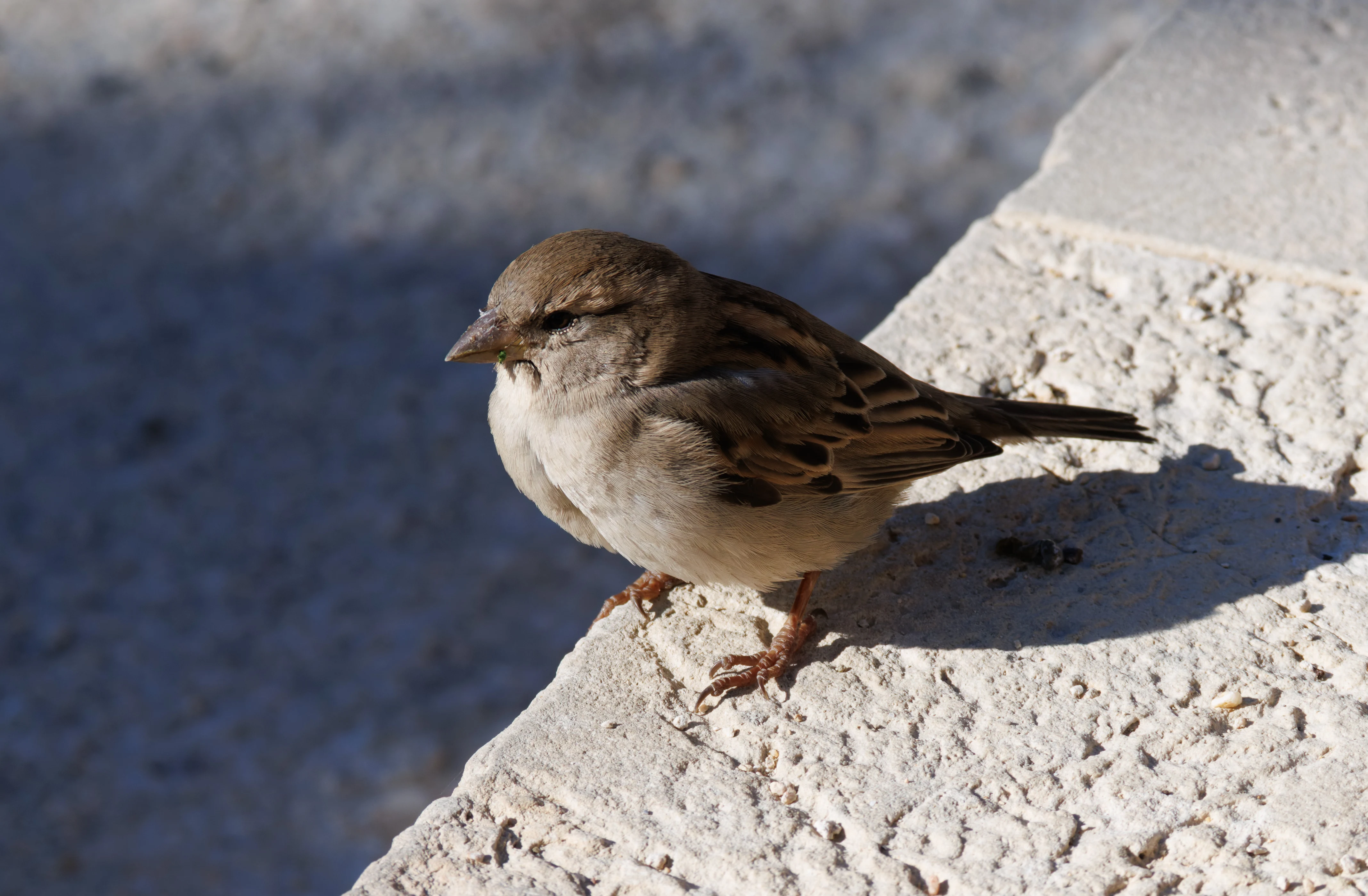 House Sparrow, Tabarca, Alicante, Spain — photo by Orlando Prugel-Bennett