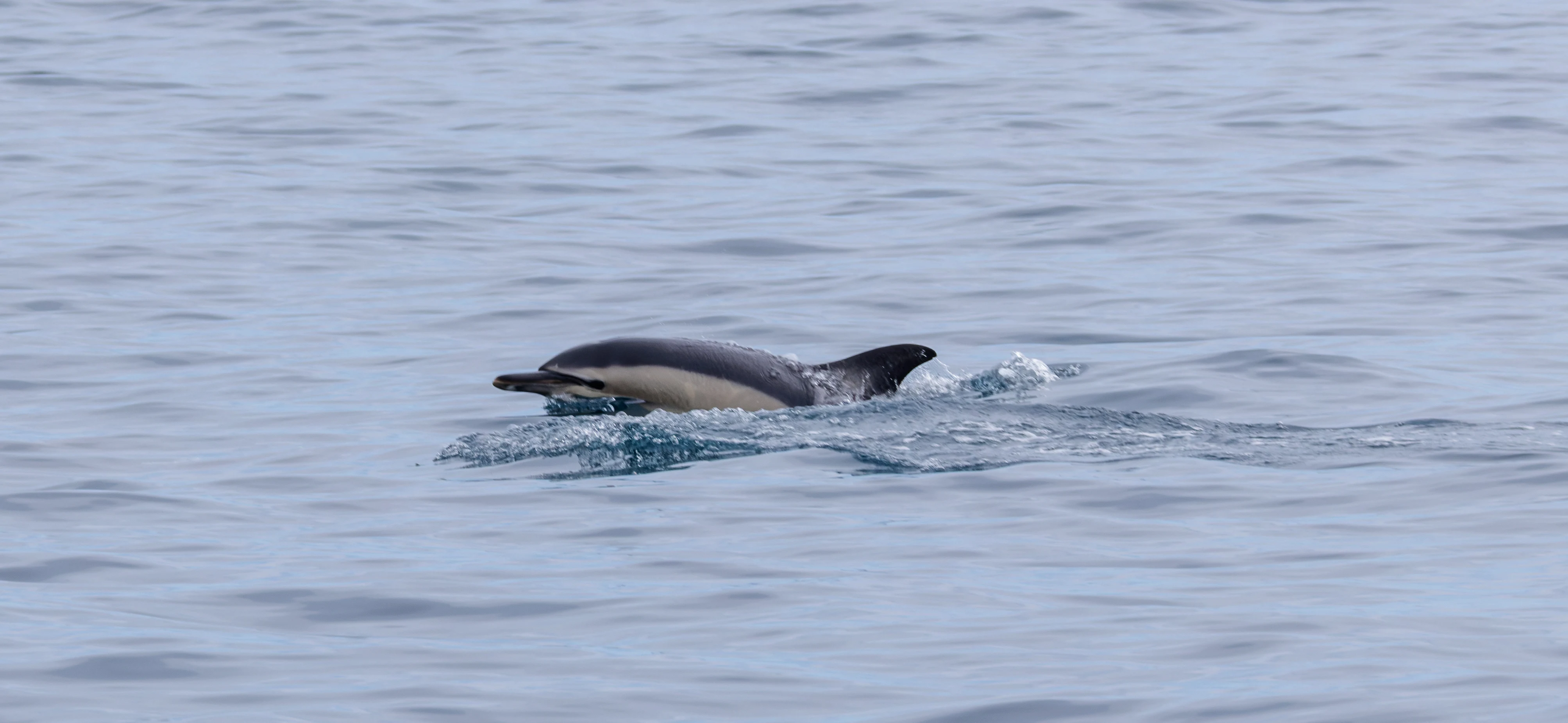 Common Dolphin, Falmouth, Cornwall, UK — photo by Orlando Prugel-Bennett