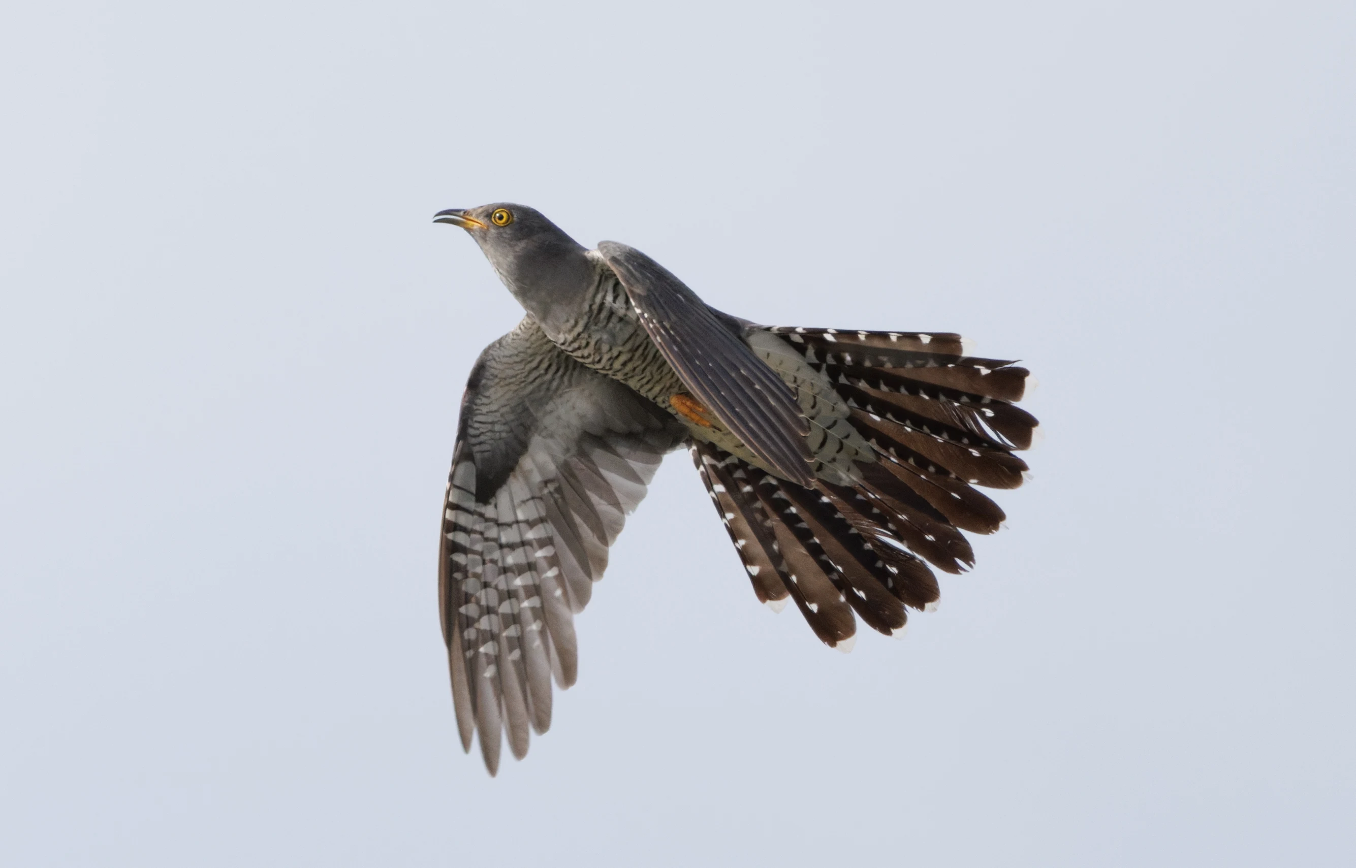 Common Cuckoo, Danube Delta, Romania — photo by Orlando Prugel-Bennett